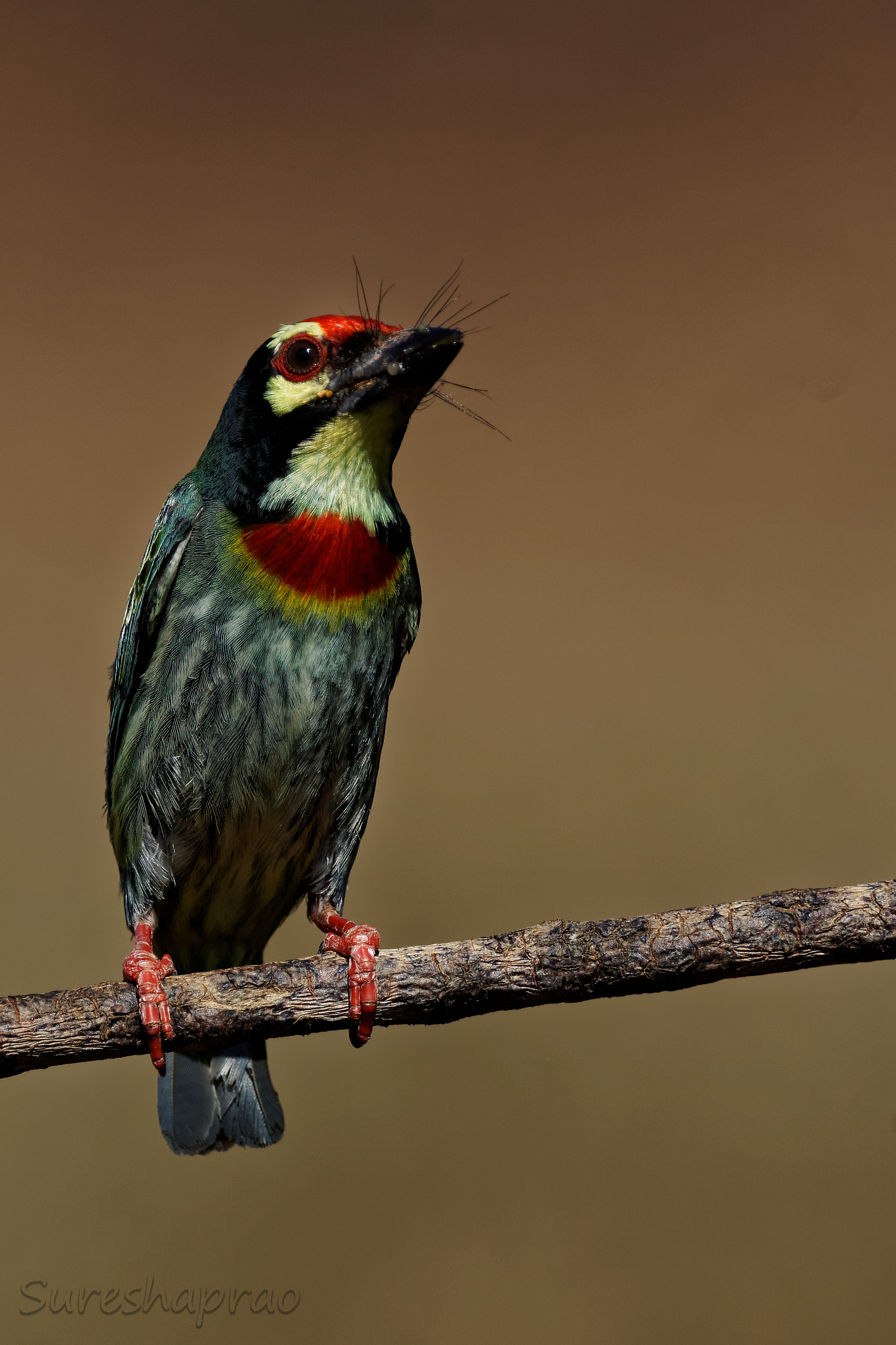 Sony ILCA-77M2 sample photo. Copper smith barbet photography