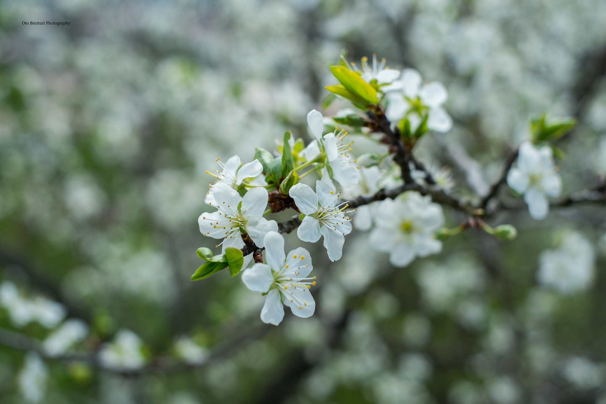 Fujifilm X-Pro1 + Fujifilm XF 35mm F1.4 R sample photo. Gogonasho photography