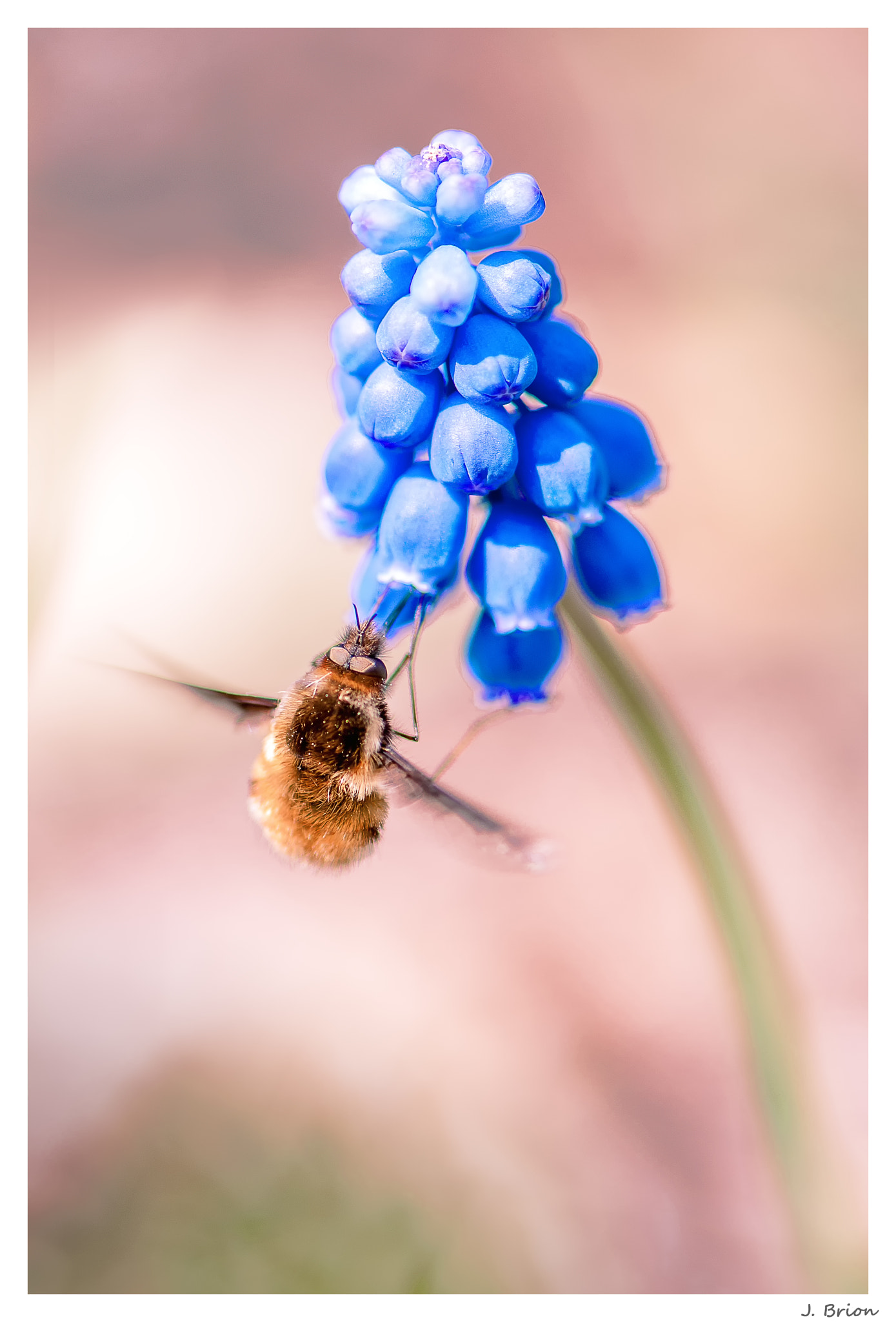 Nikon AF-S Micro-Nikkor 105mm F2.8G IF-ED VR sample photo. Les retrouvailles ... photography