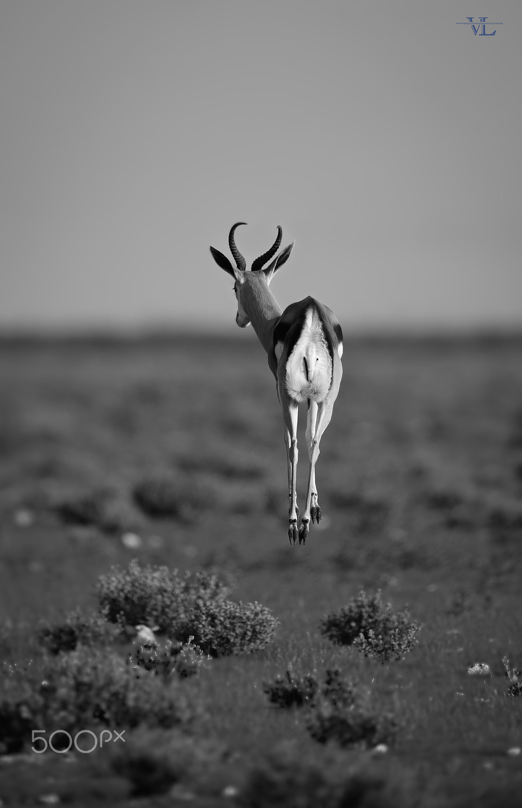 Canon EF 600mm F4L IS II USM sample photo. Springbok photography