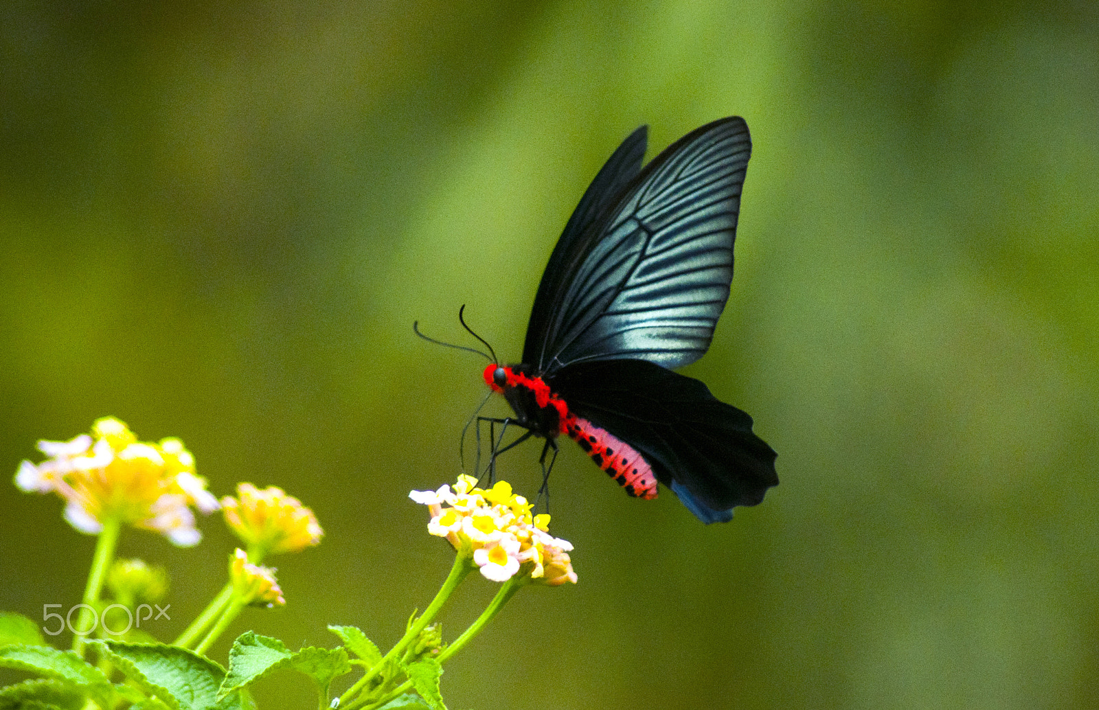 Nikon D90 sample photo. Lesser batwing (male) photography