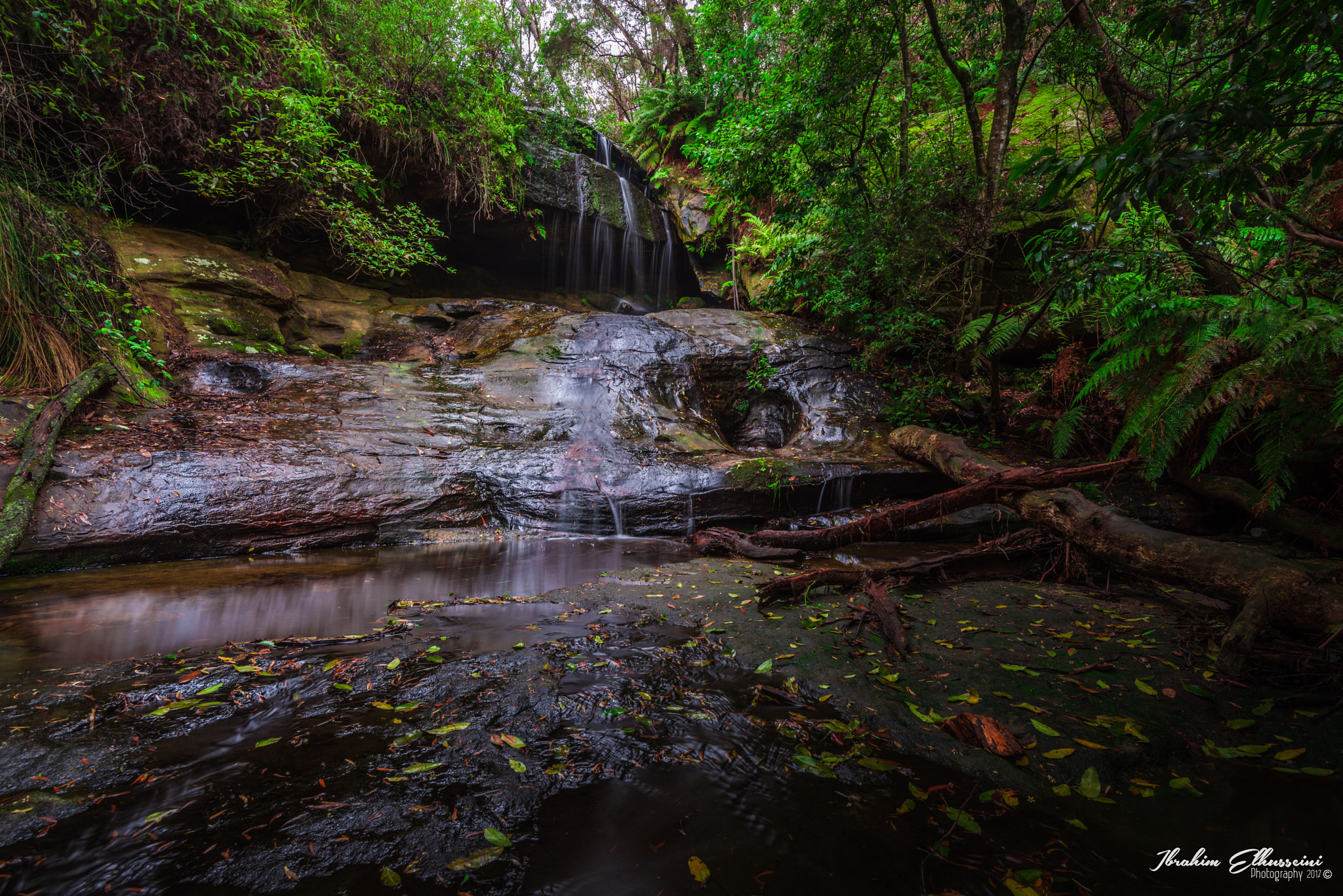 Nikon AF-S Nikkor 16-35mm F4G ED VR sample photo. Trees of life photography