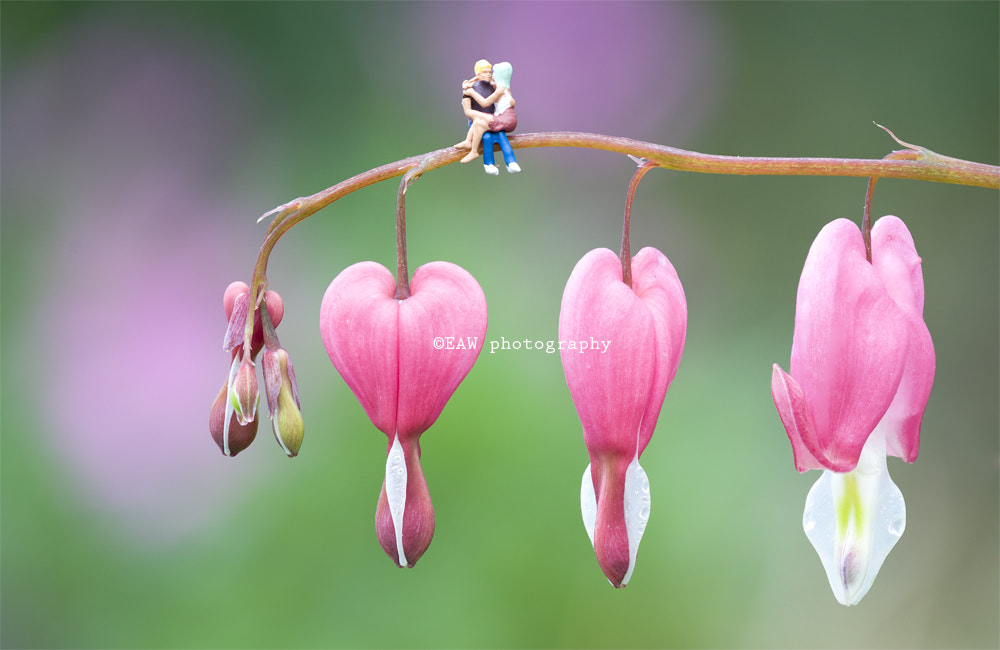 Nikon AF-S Micro-Nikkor 105mm F2.8G IF-ED VR sample photo. Love photography