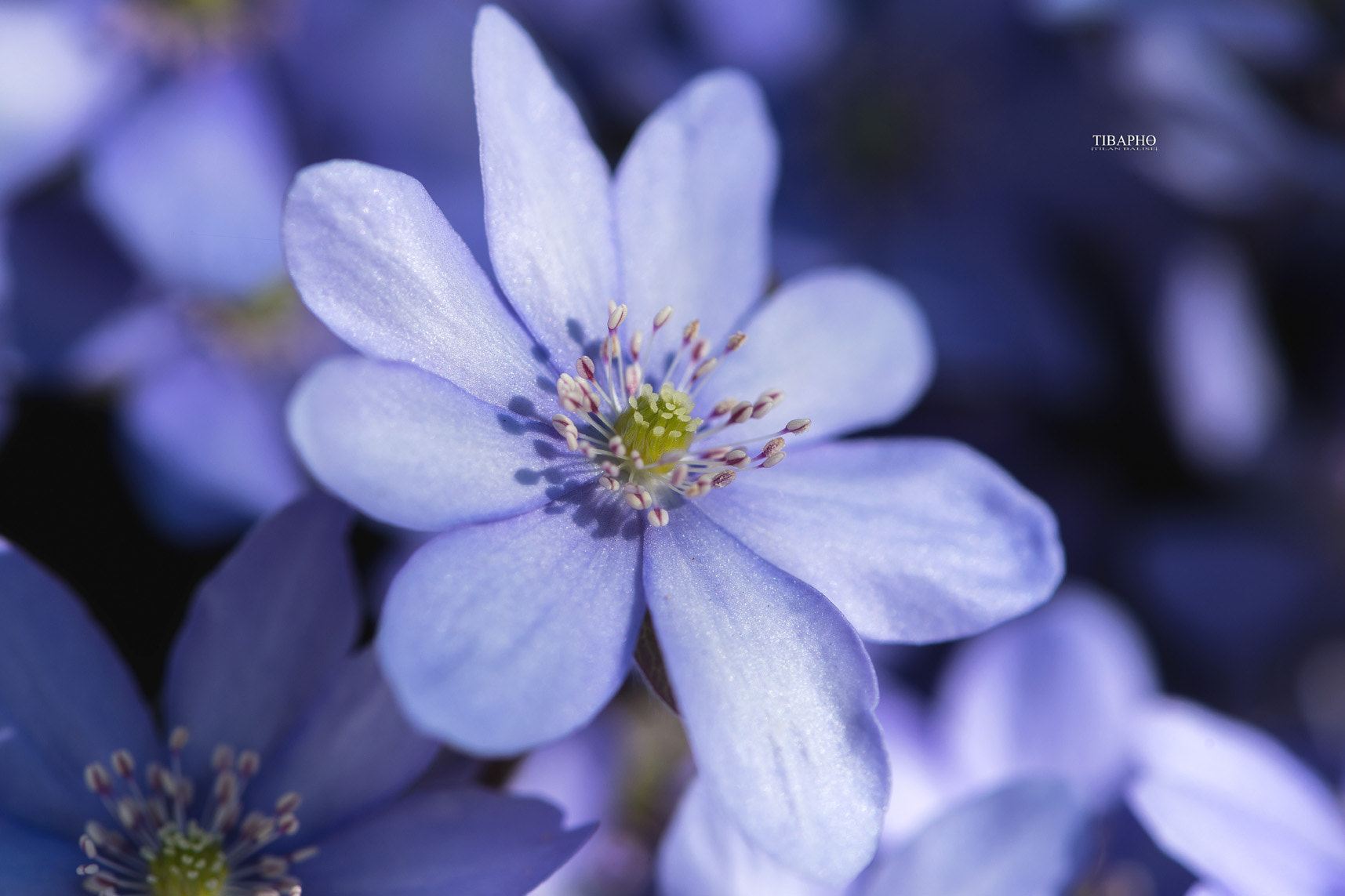 Nikon AF-S Micro-Nikkor 105mm F2.8G IF-ED VR sample photo. Purple garden flower photography
