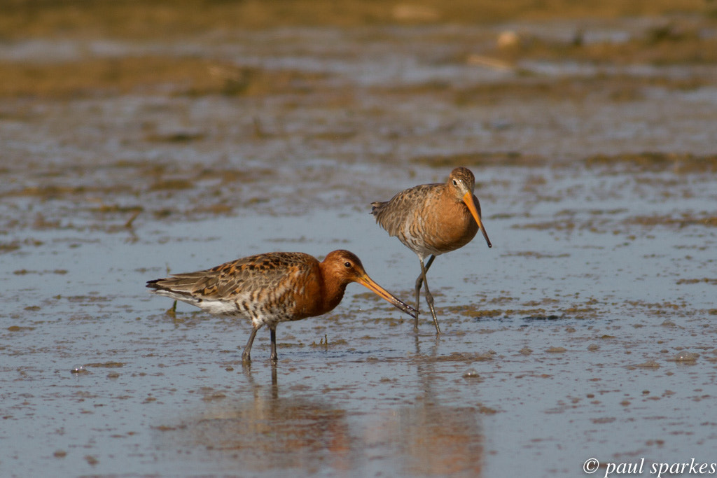 Canon EOS 7D sample photo. Black tailed godwits photography