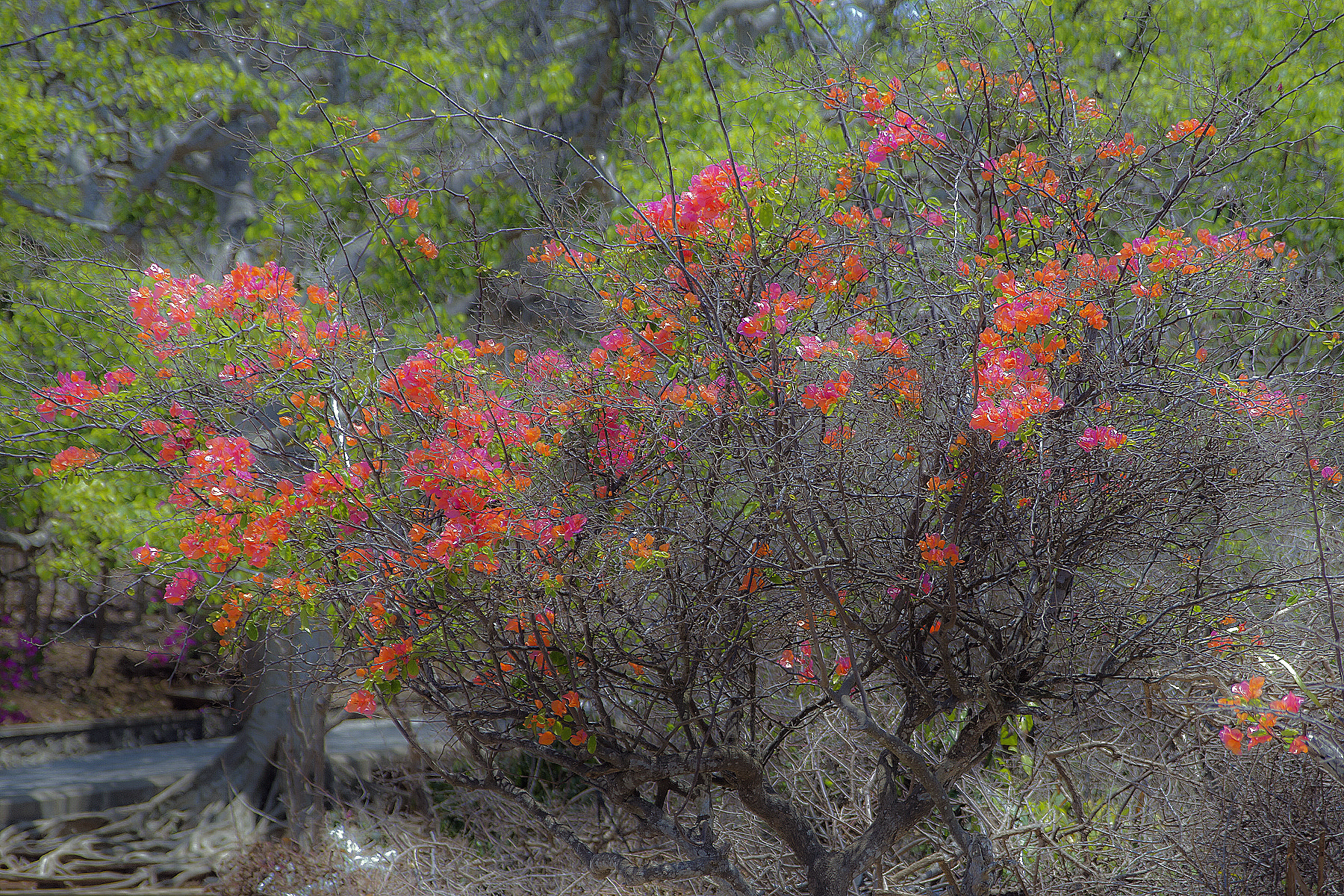 Nikon D7000 sample photo. Balinese bougainvillea... photography