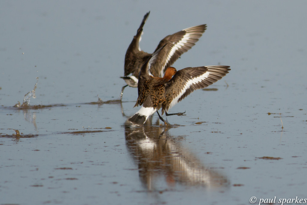 Canon EOS 7D sample photo. Black tailed godwits flight photography