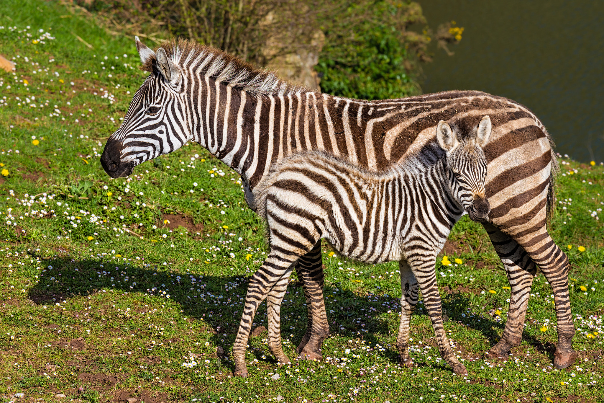 Canon EOS 6D + Canon EF 70-200mm F4L IS USM sample photo. Zebra and calf   240317-7519 photography