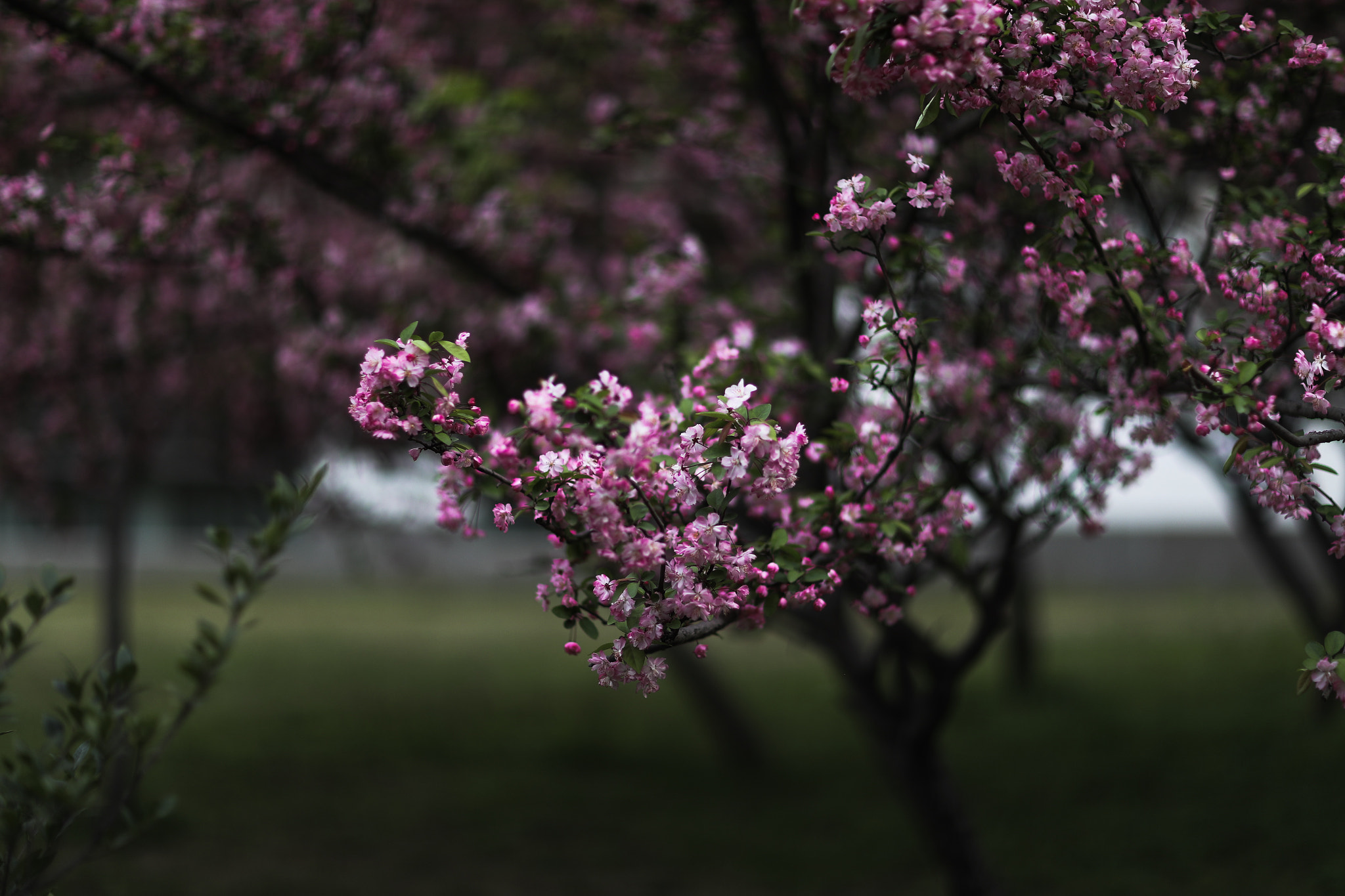 Canon EF 85mm F1.2L II USM sample photo. Spring flower 26 photography