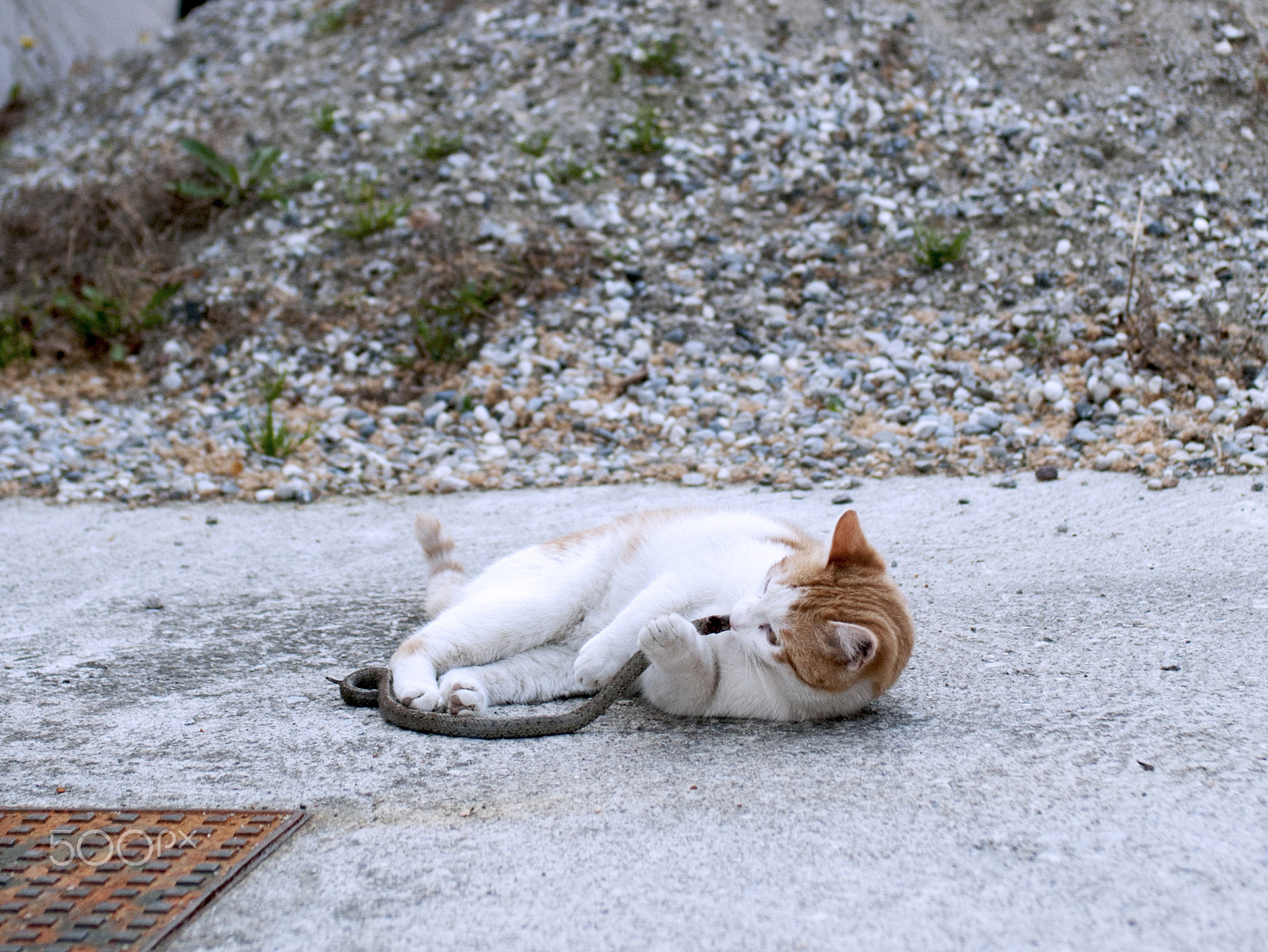 AF Zoom-Nikkor 35-70mm f/2.8D sample photo. Cat vs snake photography