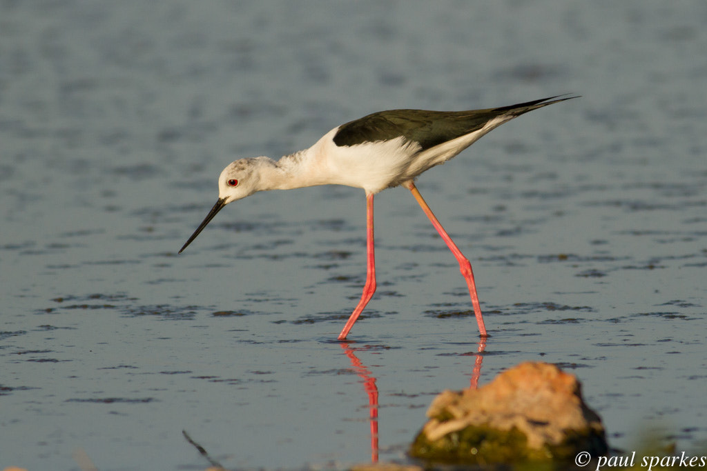 Canon EOS 7D sample photo. Black winged stilt photography