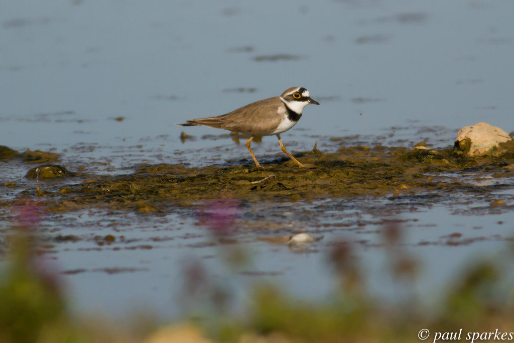 Canon EOS 7D + Canon EF 400mm F5.6L USM sample photo. Little ringed plover photography