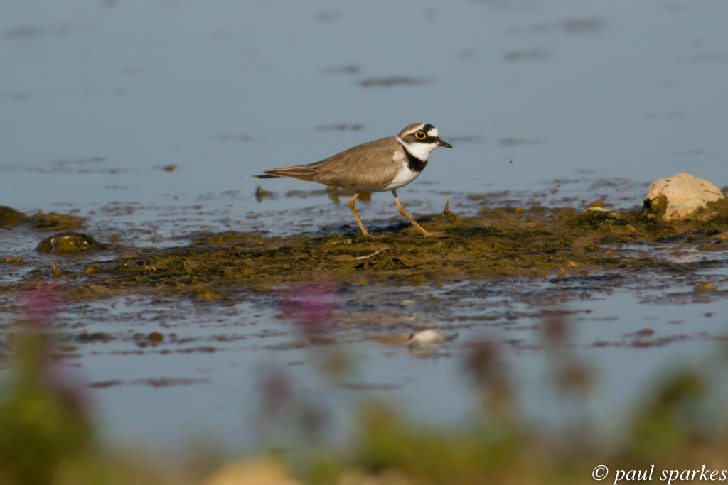 Canon EOS 7D + Canon EF 400mm F5.6L USM sample photo. Little ringed plover photography