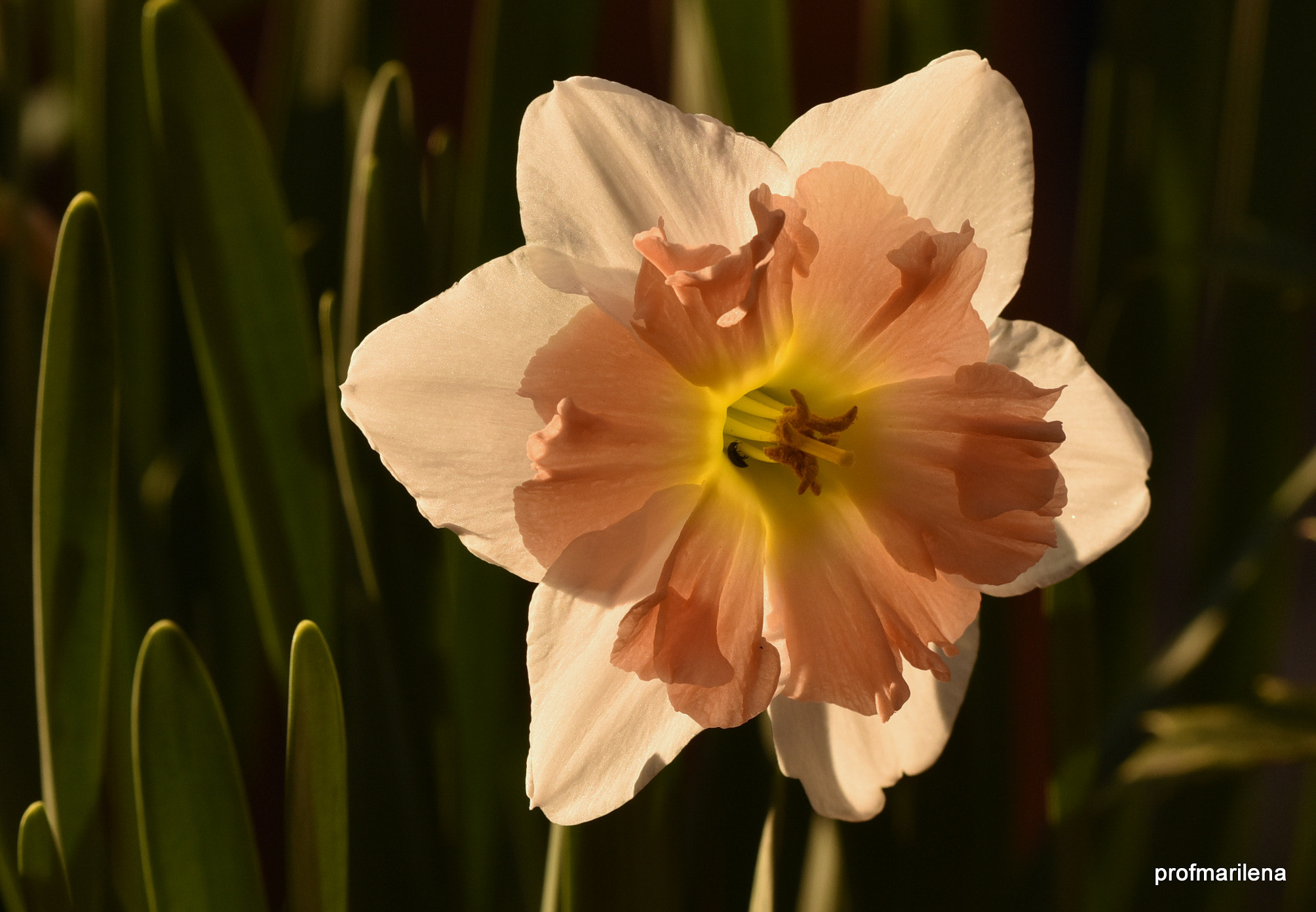 Sigma 150mm F2.8 EX DG OS Macro HSM sample photo. Tiny black visitor photography