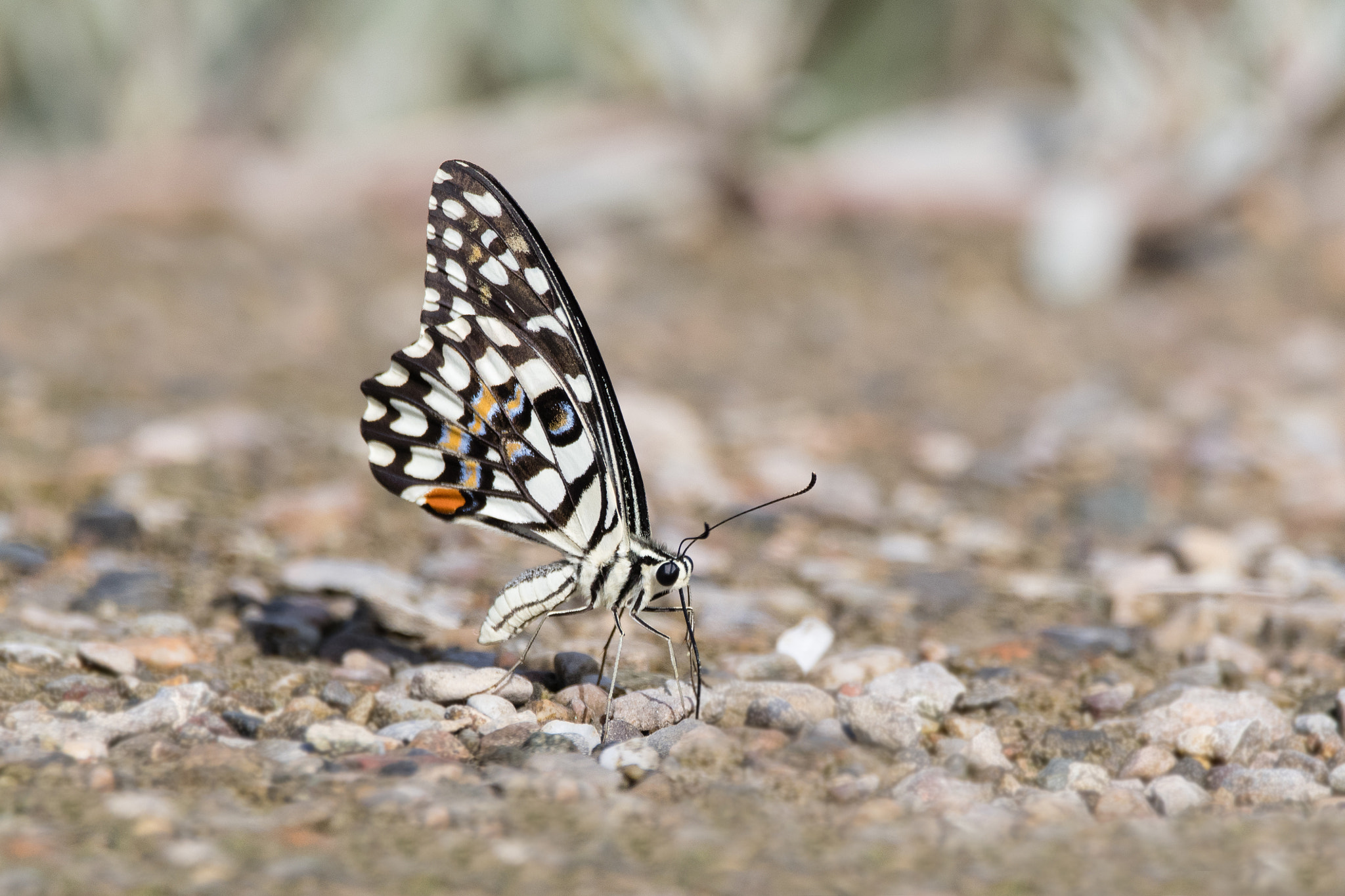 Nikon D500 + Sigma 150-600mm F5-6.3 DG OS HSM | C sample photo. Butterfly photography