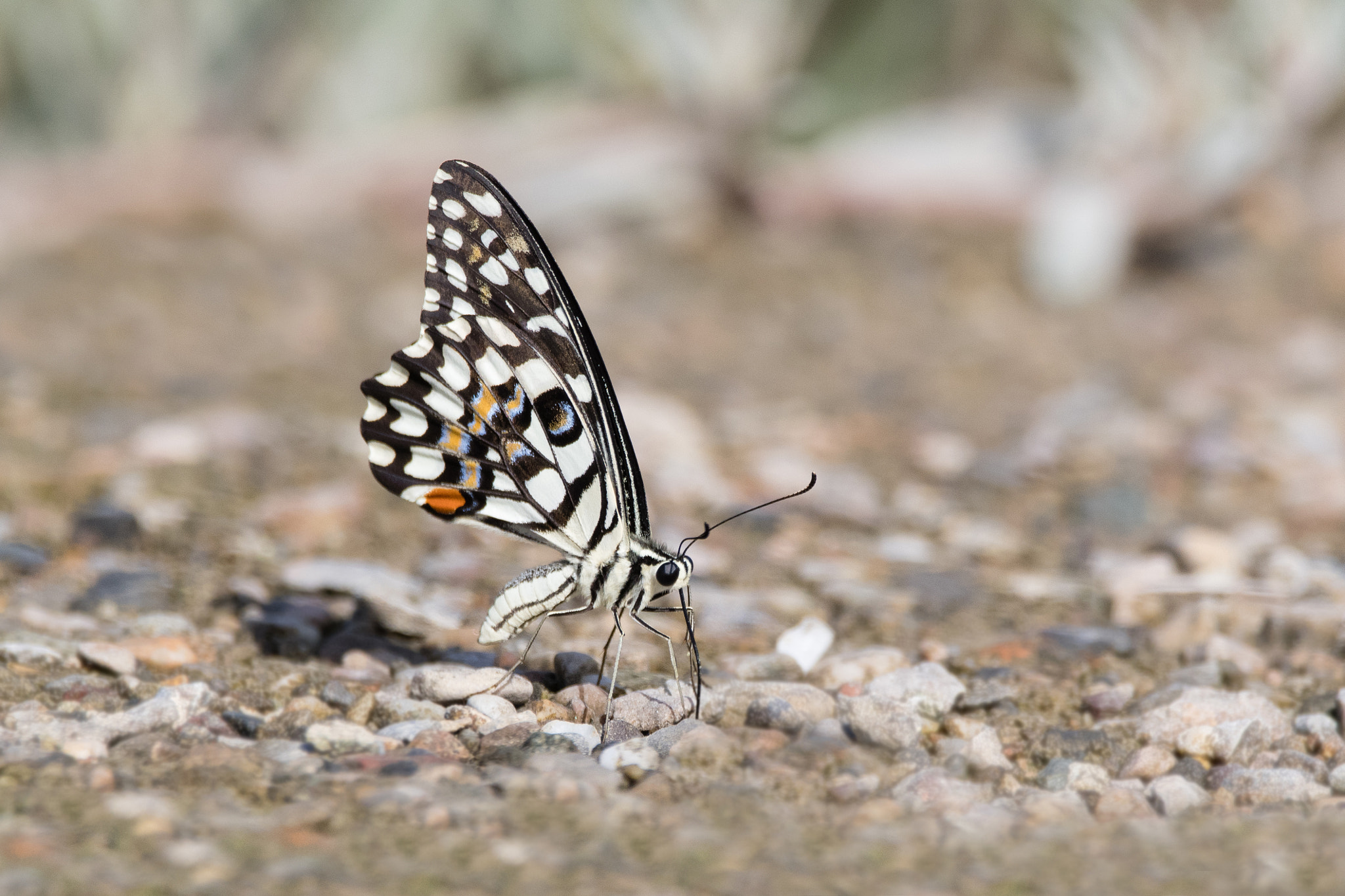 Sigma 150-600mm F5-6.3 DG OS HSM | C sample photo. Butterfly photography