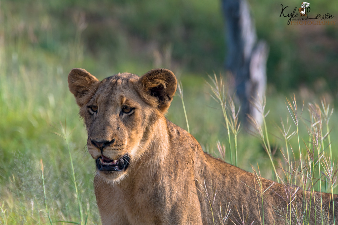 Nikon D500 + Sigma 120-400mm F4.5-5.6 DG OS HSM sample photo. Lion photography