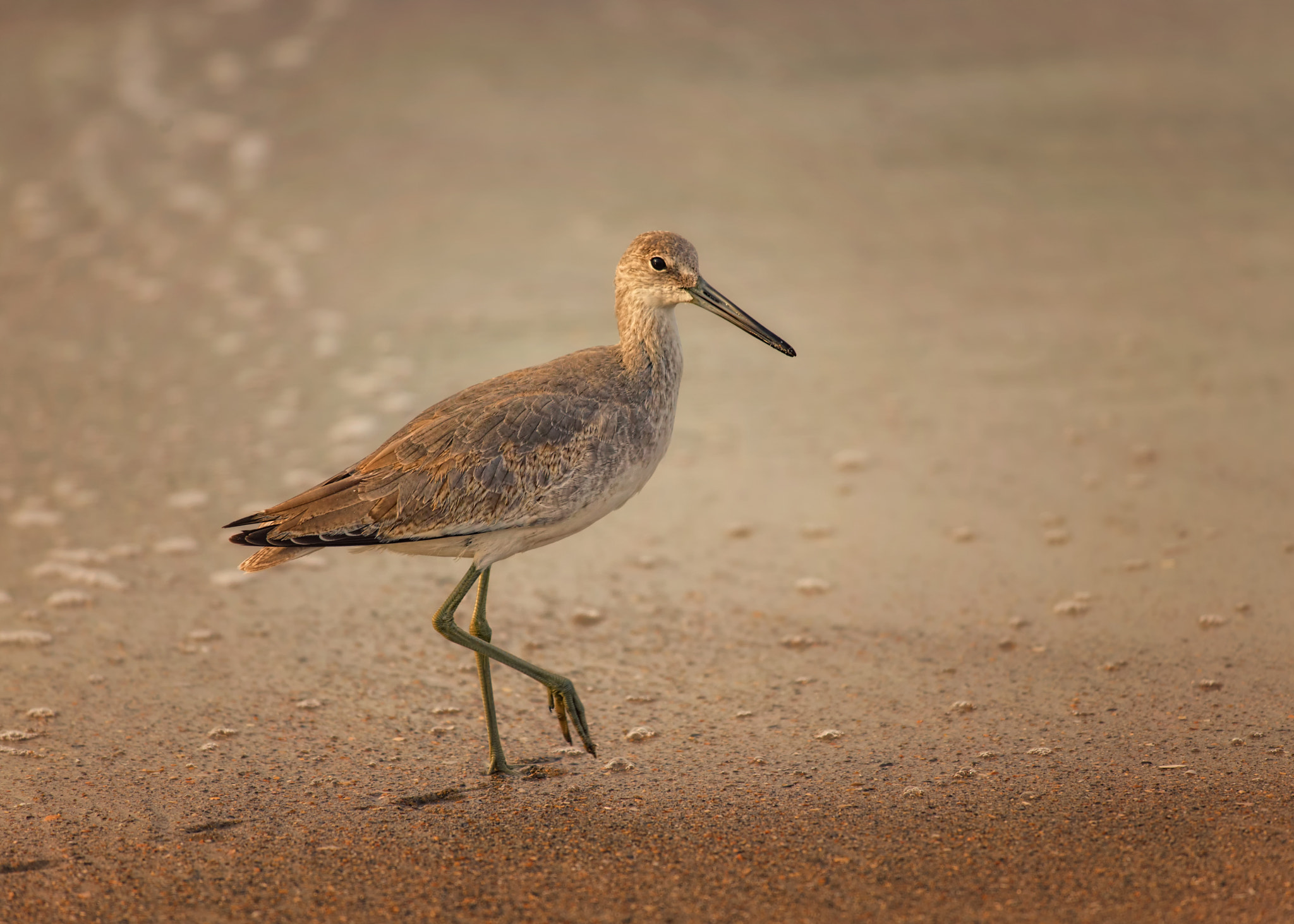 Nikon AF-S Nikkor 70-200mm F4G ED VR sample photo. Willet at sunrise photography