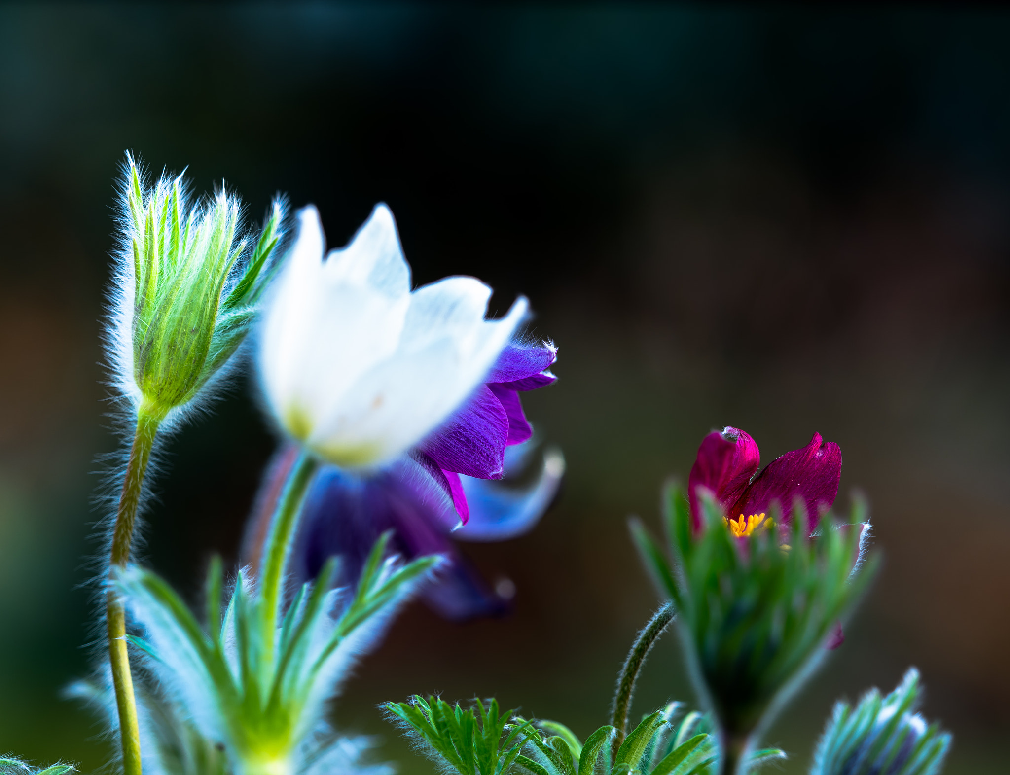 Olympus OM-D E-M1 Mark II sample photo. Pulsatilla xxx -  velvet and silk iii photography