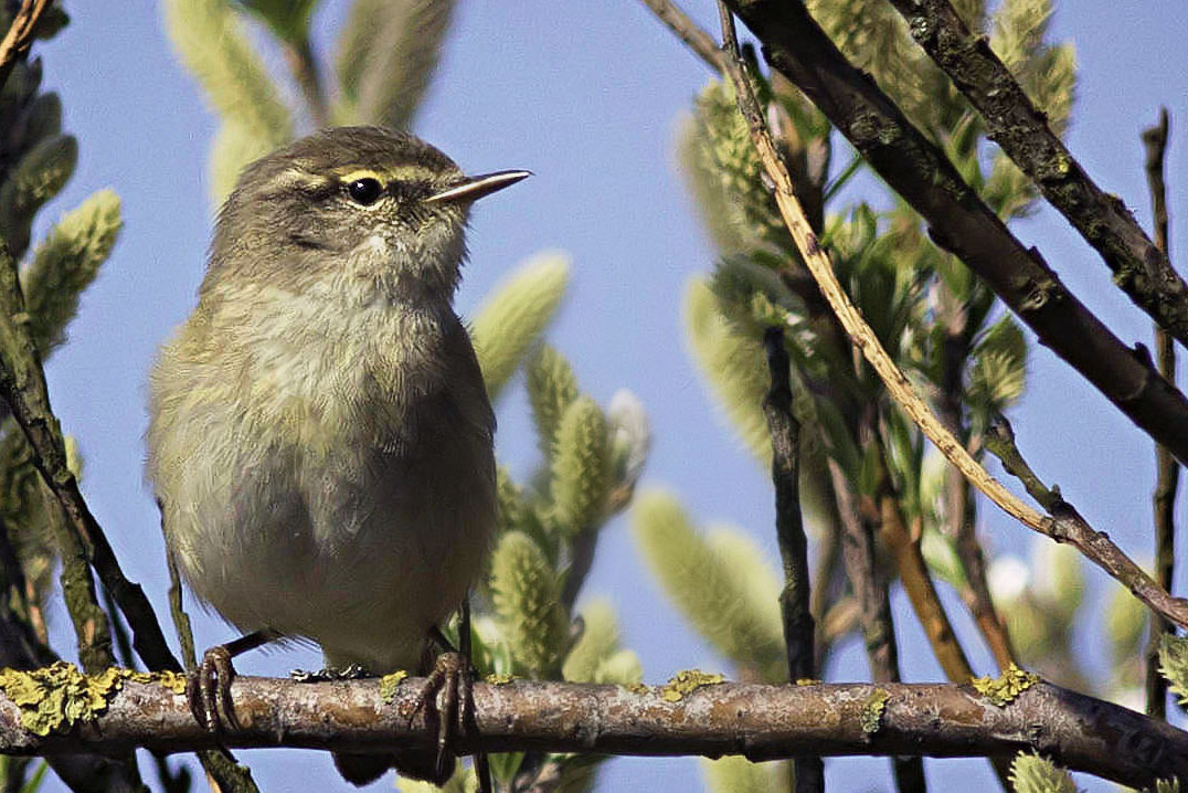 Canon EOS 7D Mark II + Canon EF 400mm F5.6L USM sample photo. Chiffchaff photography