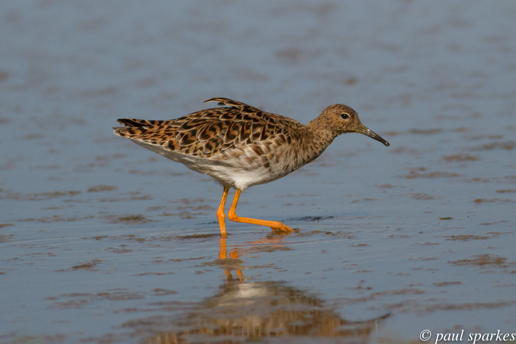 Canon EOS 7D + Canon EF 400mm F5.6L USM sample photo. Ruff photography