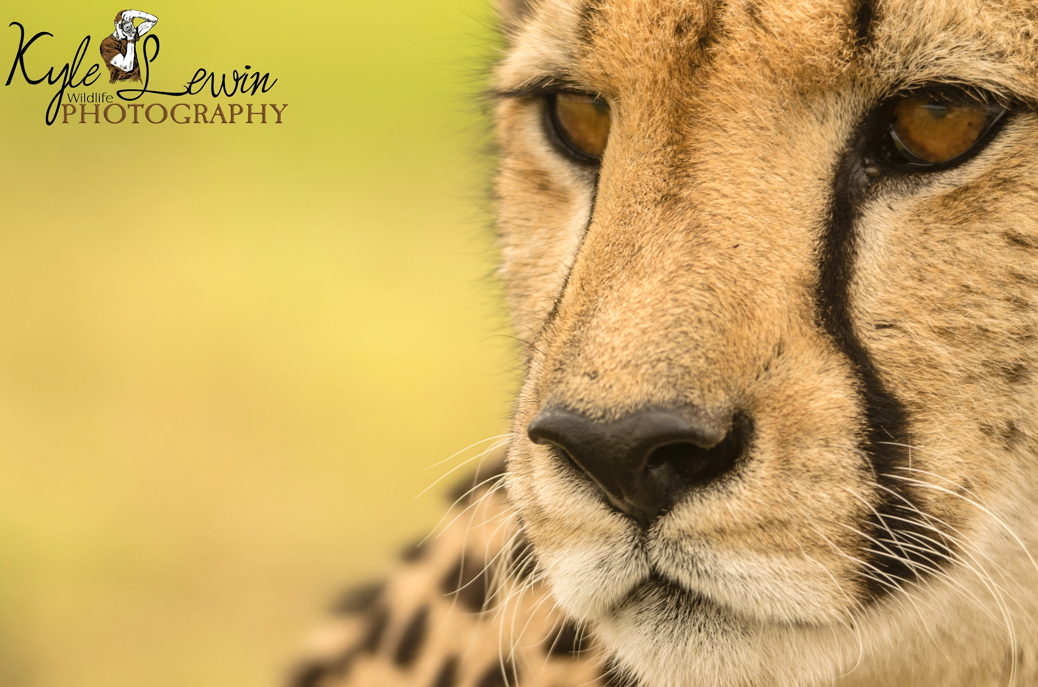 Nikon D5100 sample photo. Cheetah portrait  photography