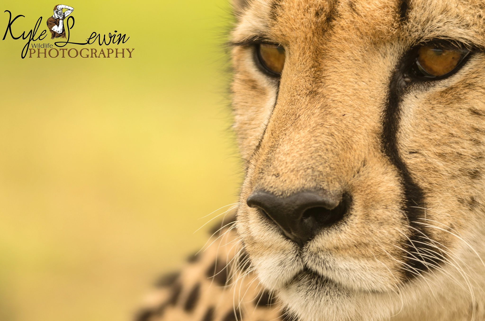 Nikon D5100 + Sigma 120-400mm F4.5-5.6 DG OS HSM sample photo. Cheetah portrait  photography