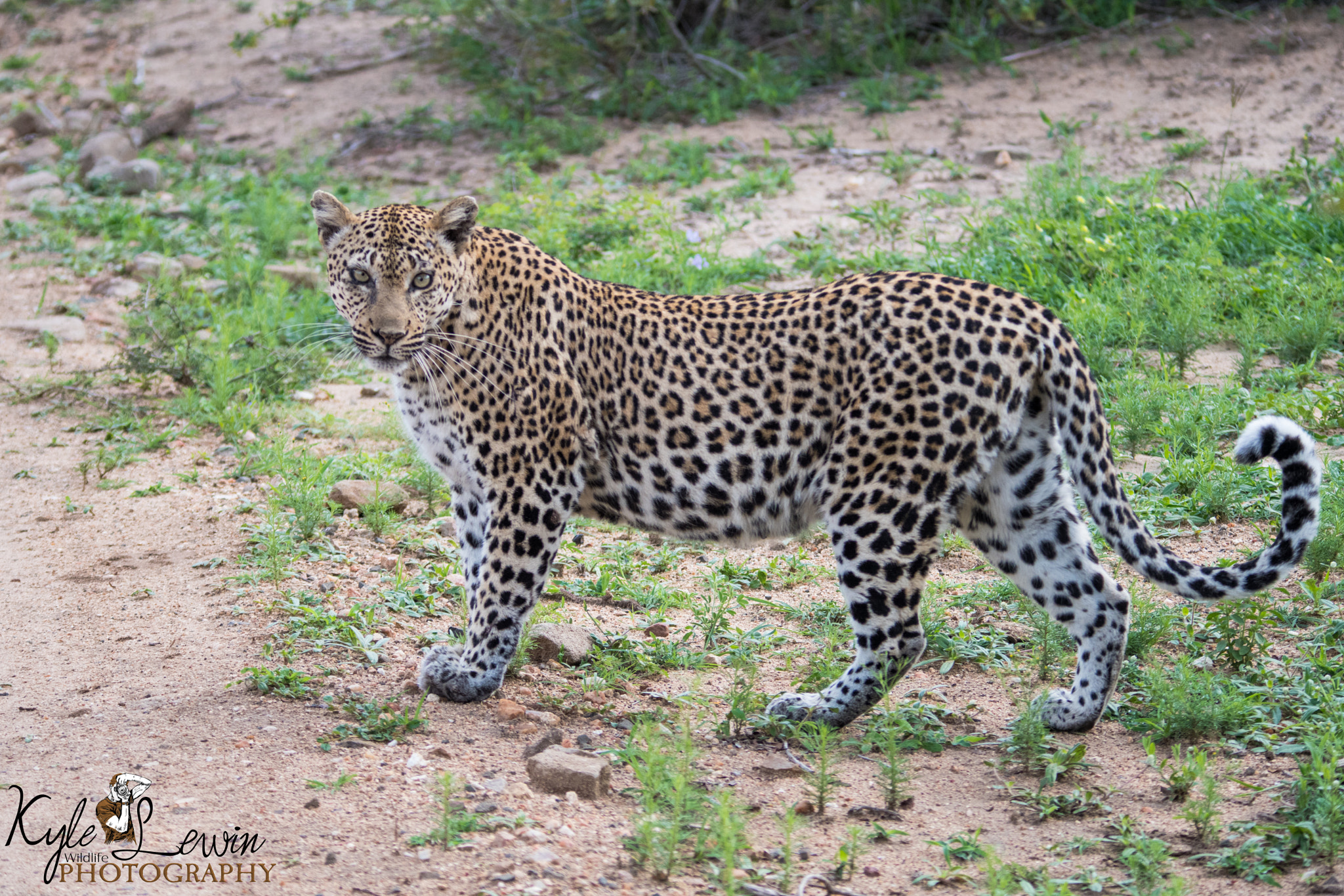 Sigma 120-400mm F4.5-5.6 DG OS HSM sample photo. Female leopard photography