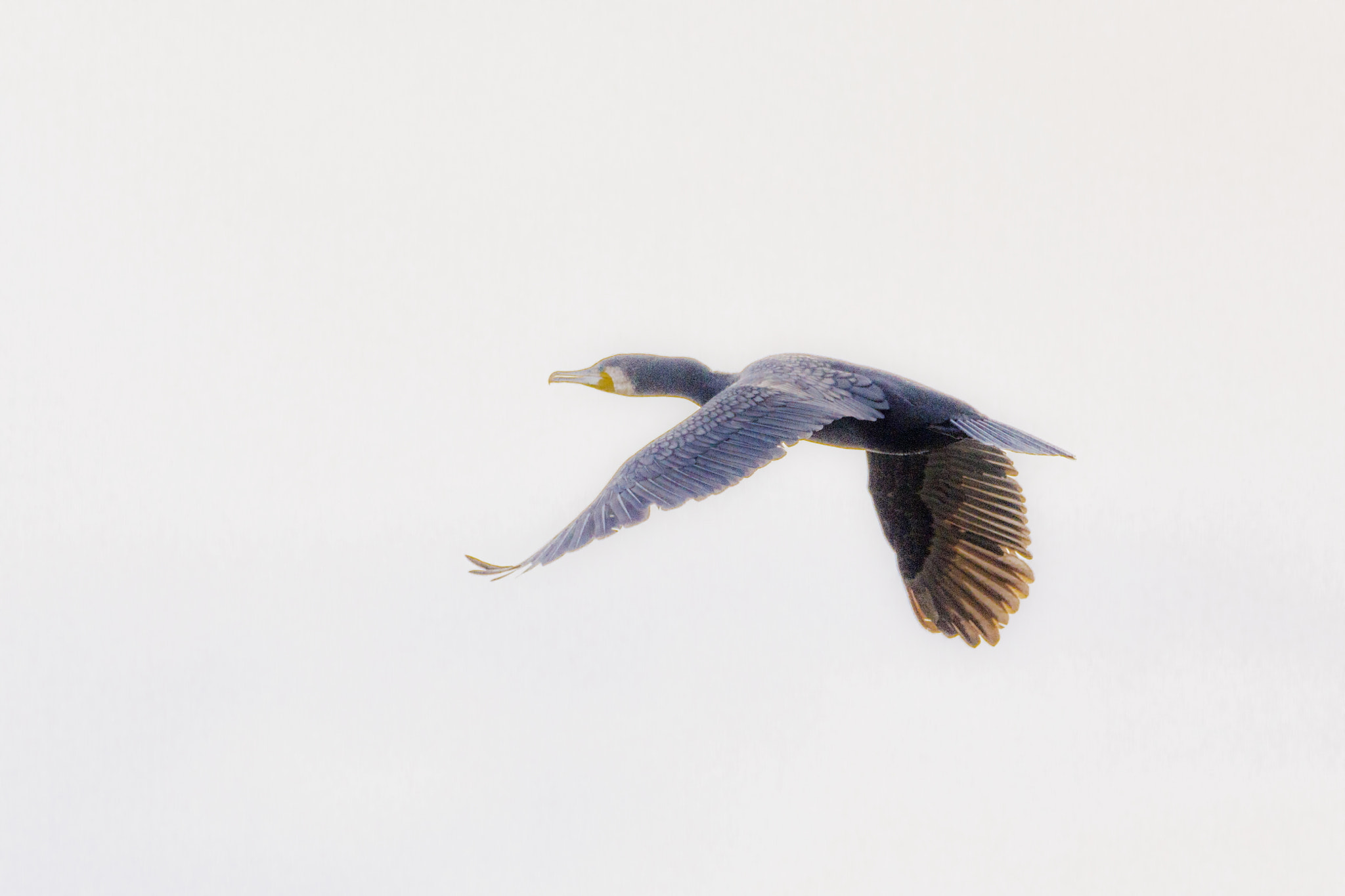 Tamron SP 150-600mm F5-6.3 Di VC USD sample photo. Cormoran flight photography