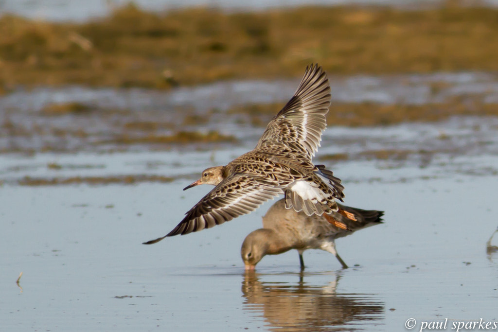 Canon EOS 7D + Canon EF 400mm F5.6L USM sample photo. Ruff photography