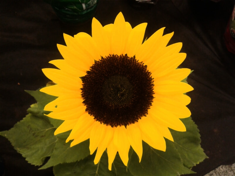 Samsung Galaxy Core2 sample photo. Sunflower photography