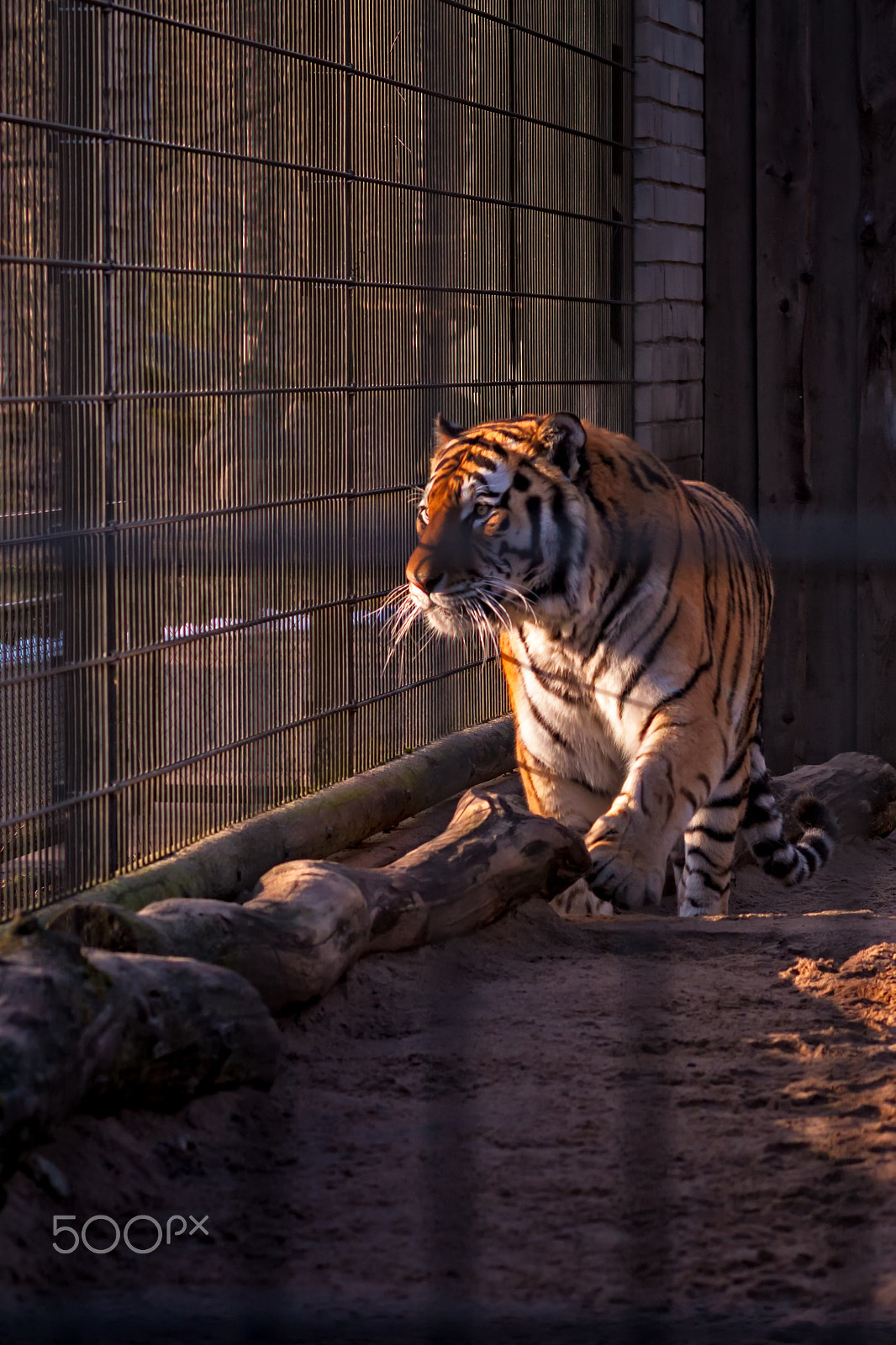 Canon EF 100mm F2.0 USM sample photo. Caged king of the jungle photography