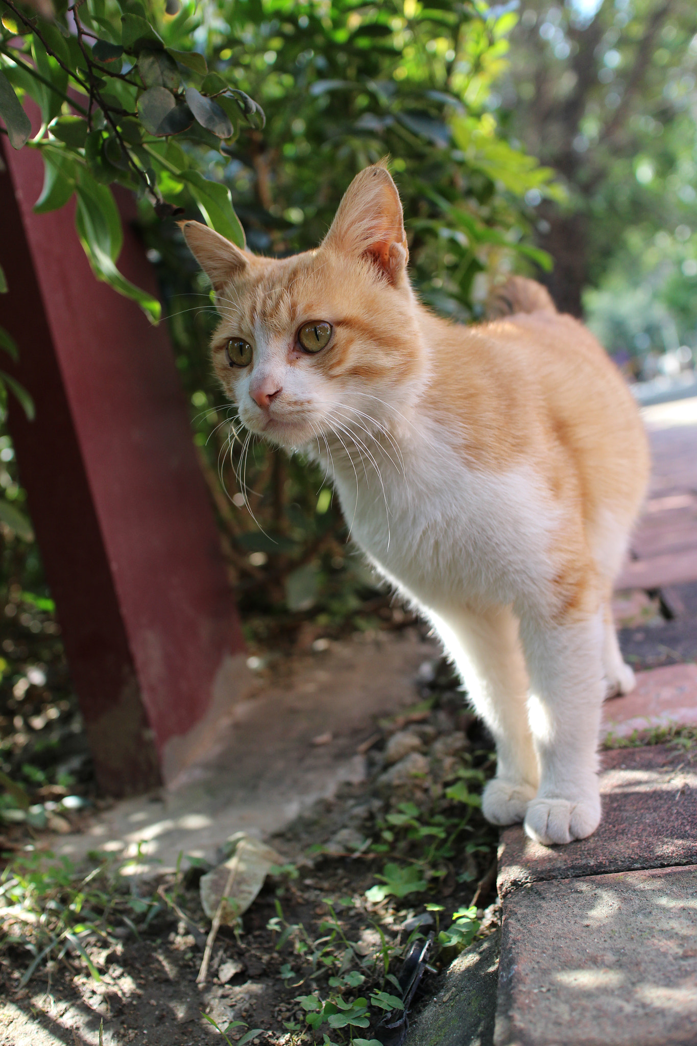 Canon EOS M2 sample photo. Img photography