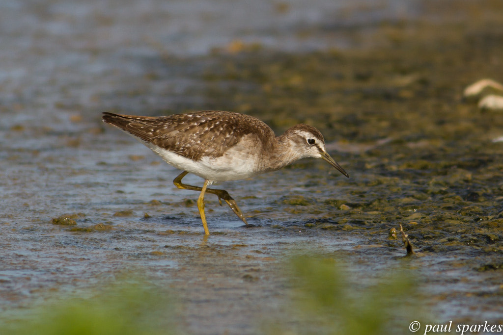 Canon EOS 7D + Canon EF 400mm F5.6L USM sample photo. Wood sandpiper photography