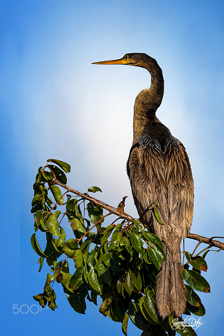 Canon EOS 50D sample photo. Anhinga photography