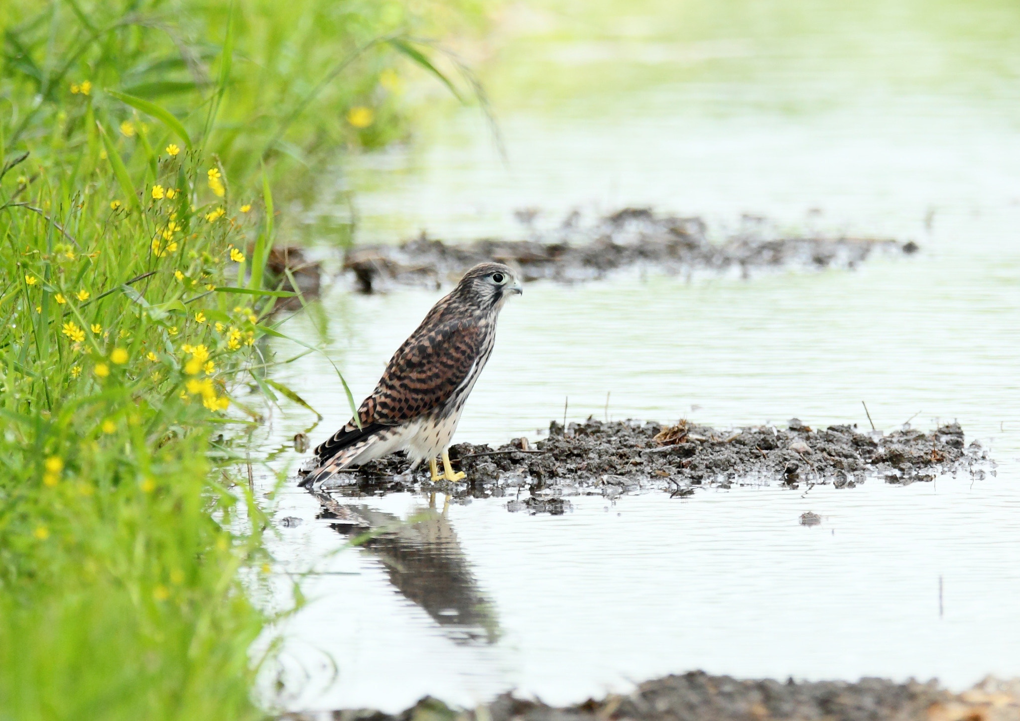 Canon EOS-1D Mark IV sample photo. チョウゲンボウ common kestrel photography