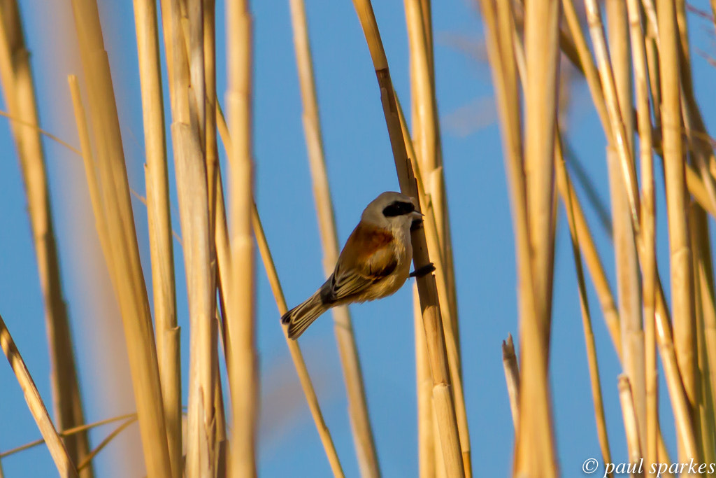 Canon EOS 7D sample photo. Penduline tit photography