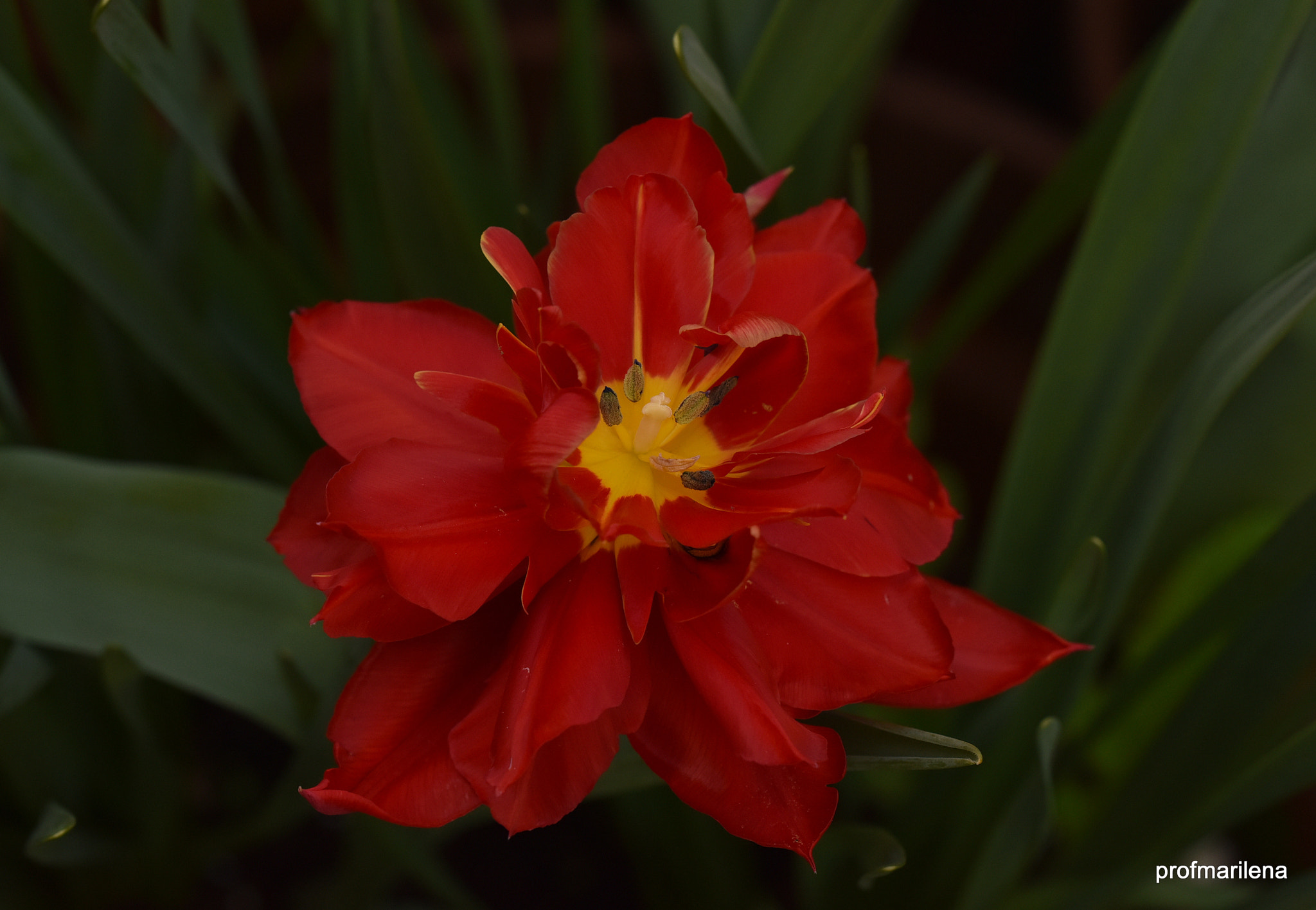 Nikon D810 sample photo. Red double tulip photography