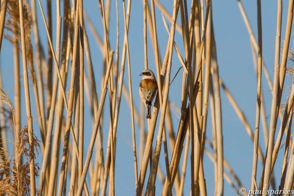 Canon EOS 7D + Canon EF 400mm F5.6L USM sample photo. Penduline tit photography