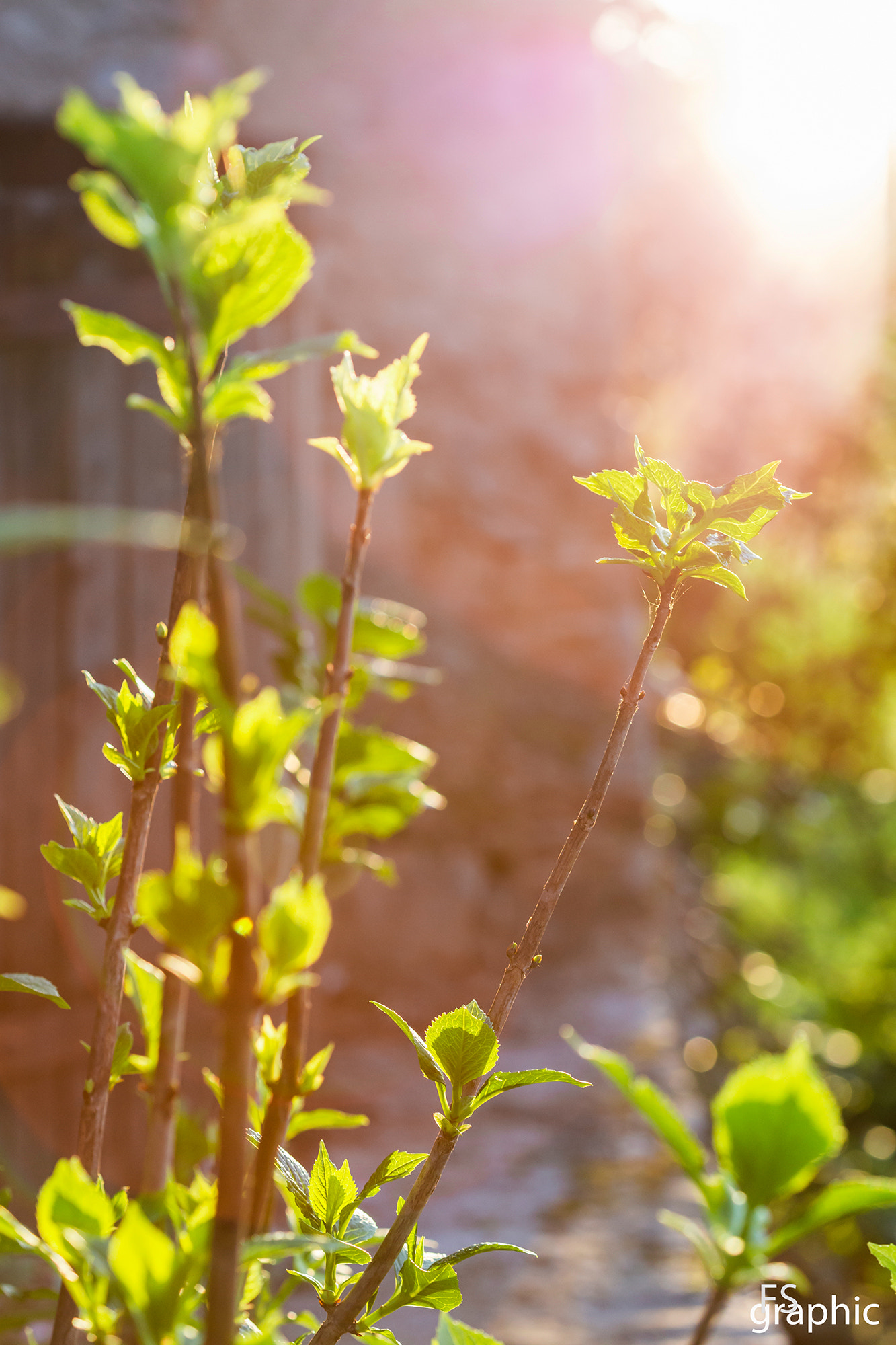 Canon EF 100mm F2.8 Macro USM sample photo. New spring photography
