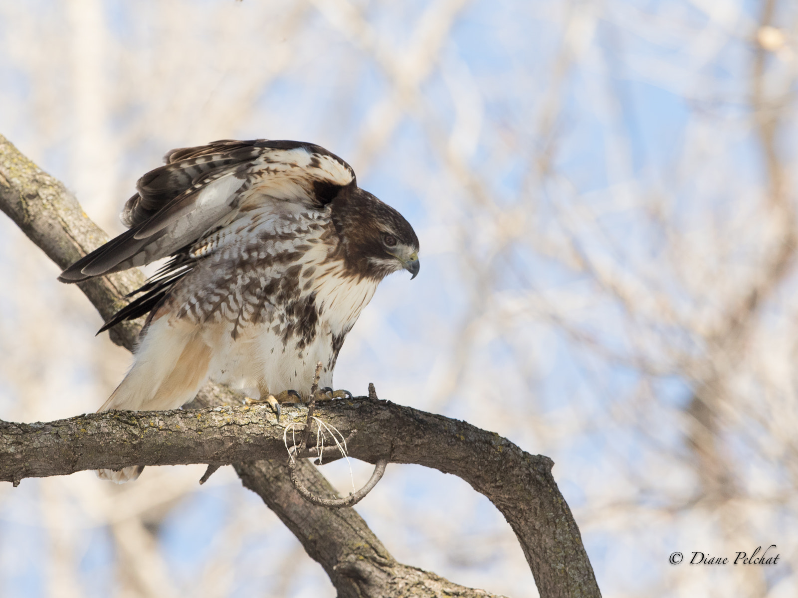 Canon EF 300mm F2.8L IS II USM sample photo. Red-tailed hawk - buse à queue rousse photography