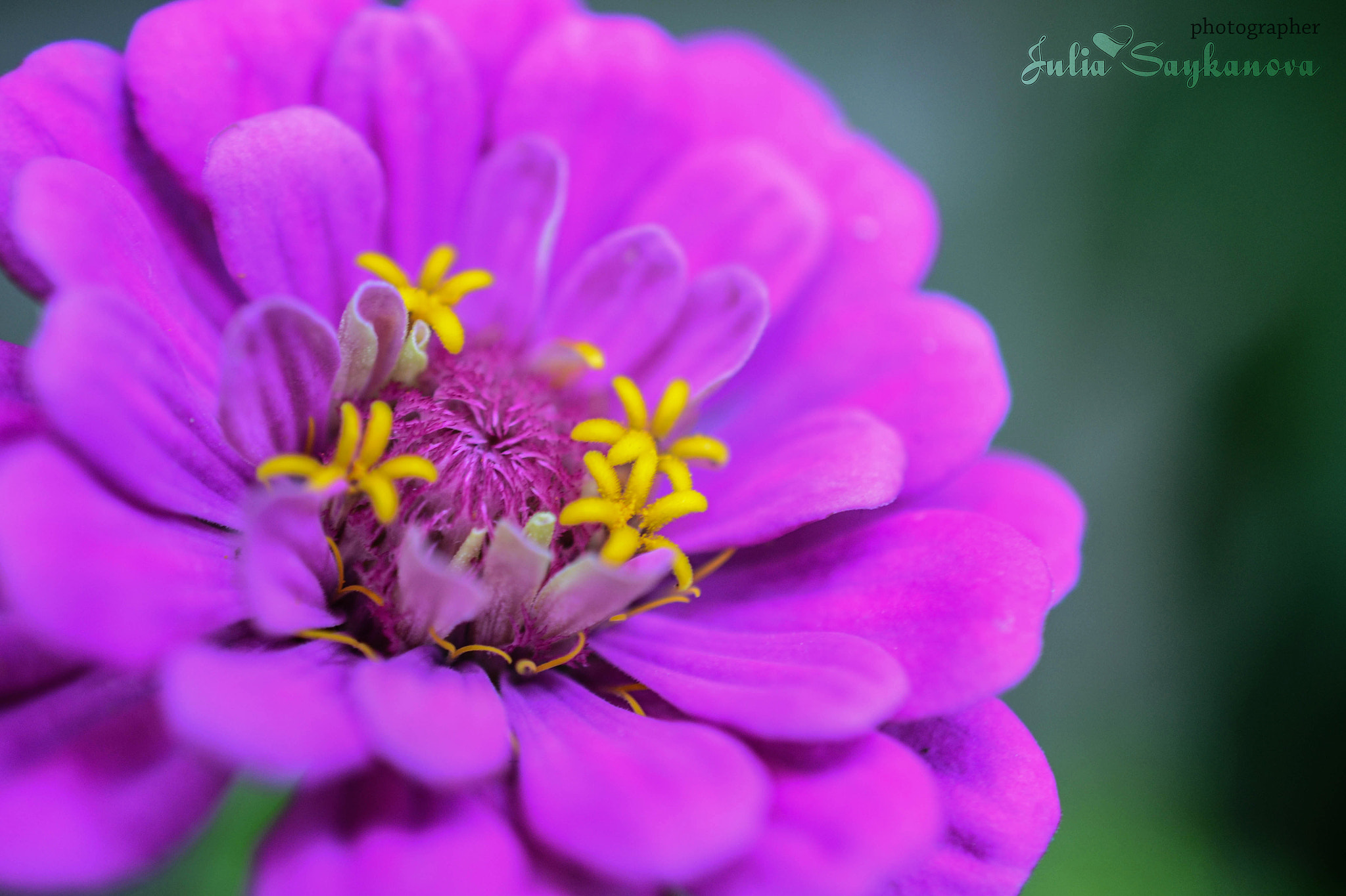 Nikon AF-S DX Micro Nikkor 40mm F2.8 sample photo. Purple flower photography