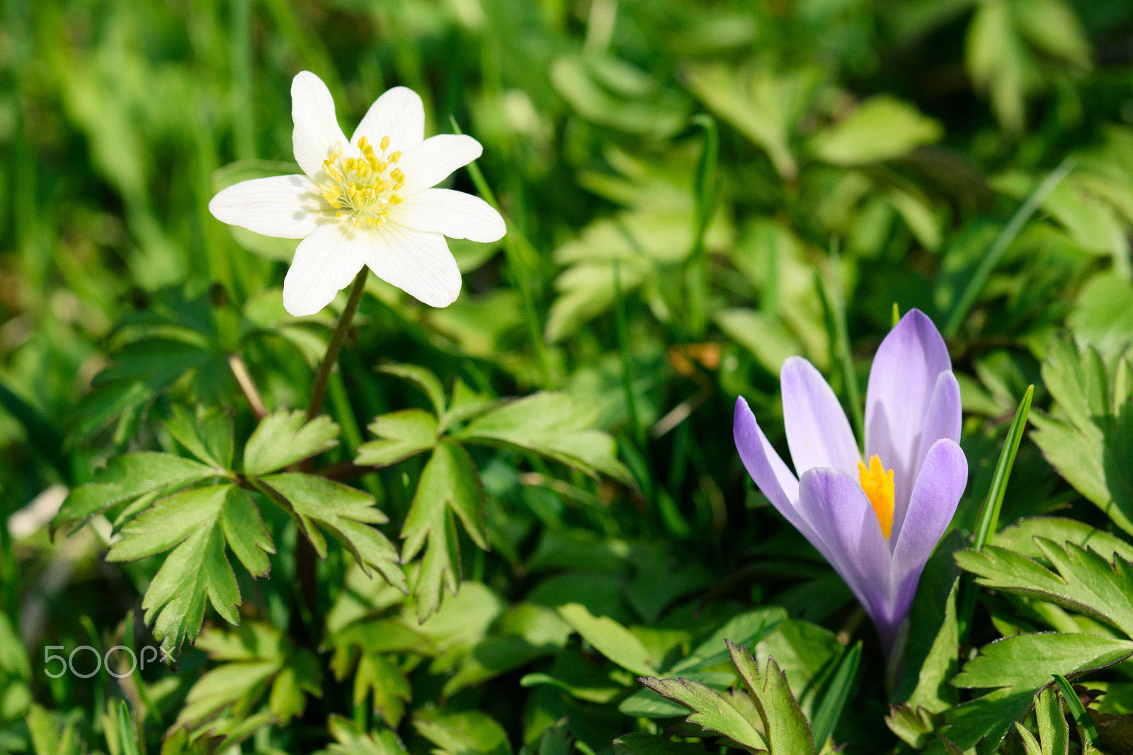 Sigma 105mm F2.8 EX DG OS HSM sample photo. Springtime photography
