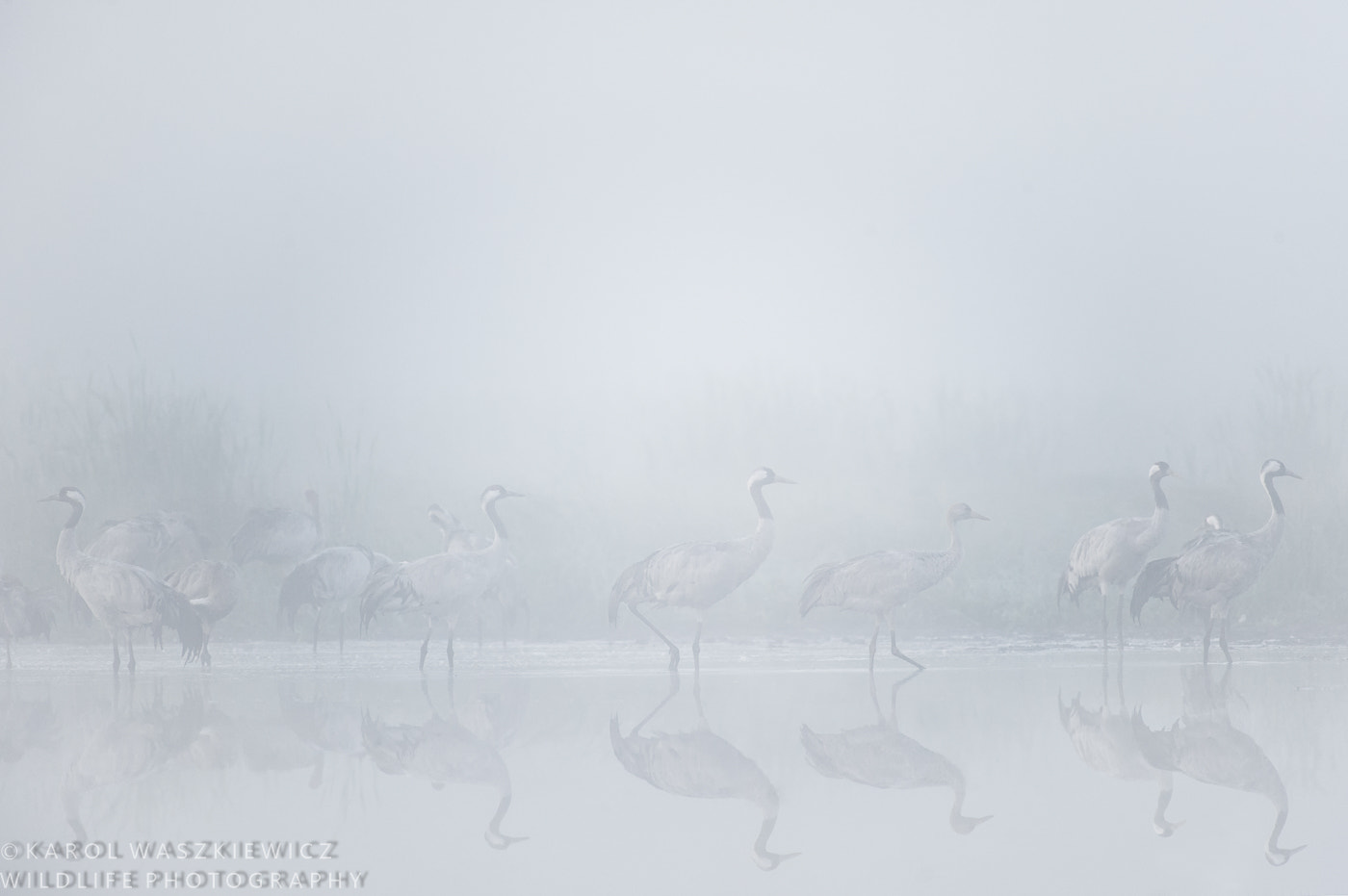 Nikon D3 sample photo. Cranes in the fog photography