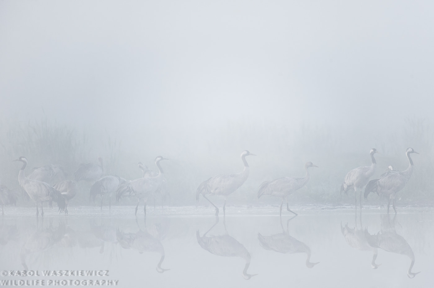 Nikon AF-S Nikkor 200-500mm F5.6E ED VR sample photo. Cranes in the fog photography