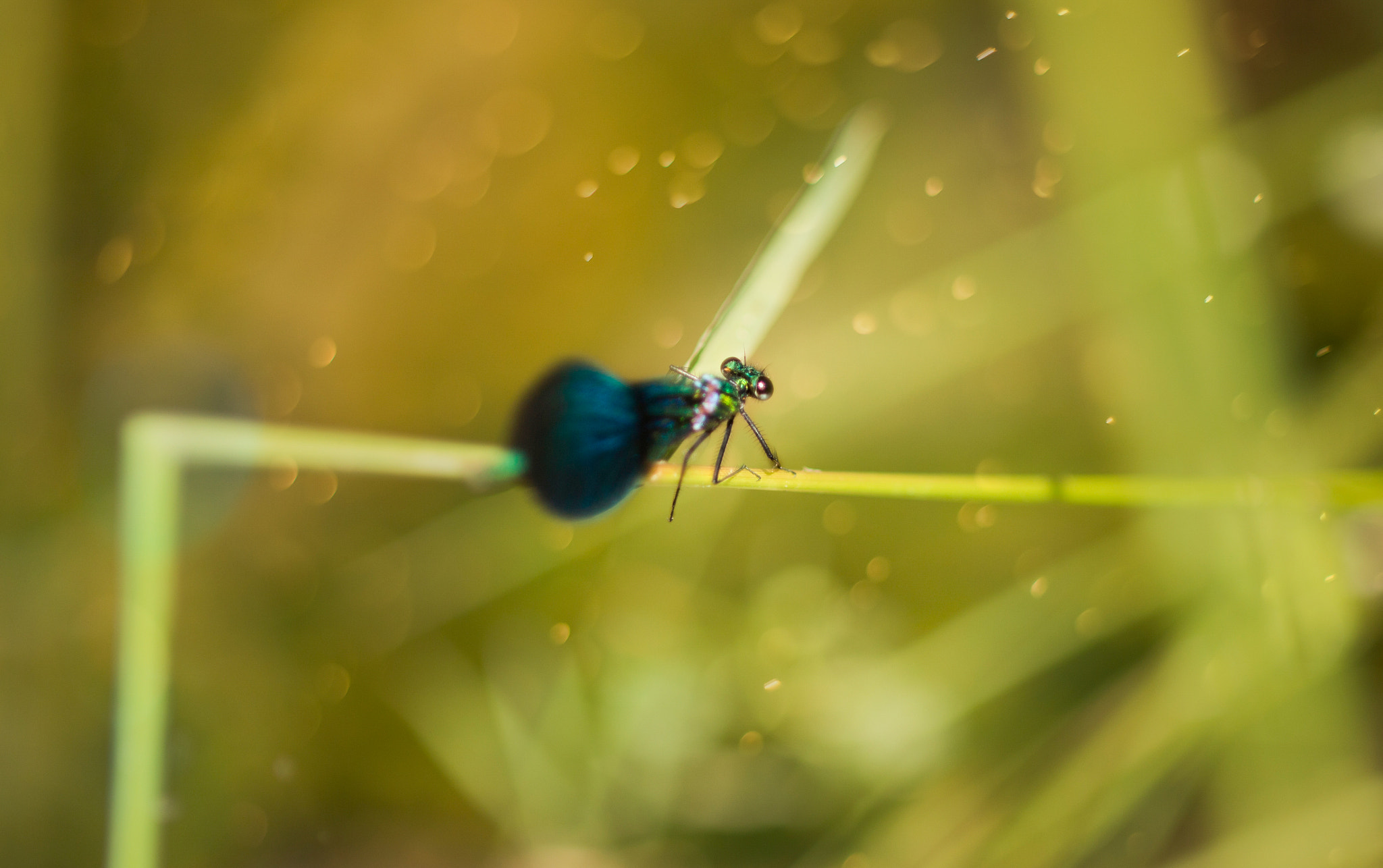 Canon EOS 700D (EOS Rebel T5i / EOS Kiss X7i) + Canon EF 50mm F1.8 II sample photo. Blue dragonfly photography