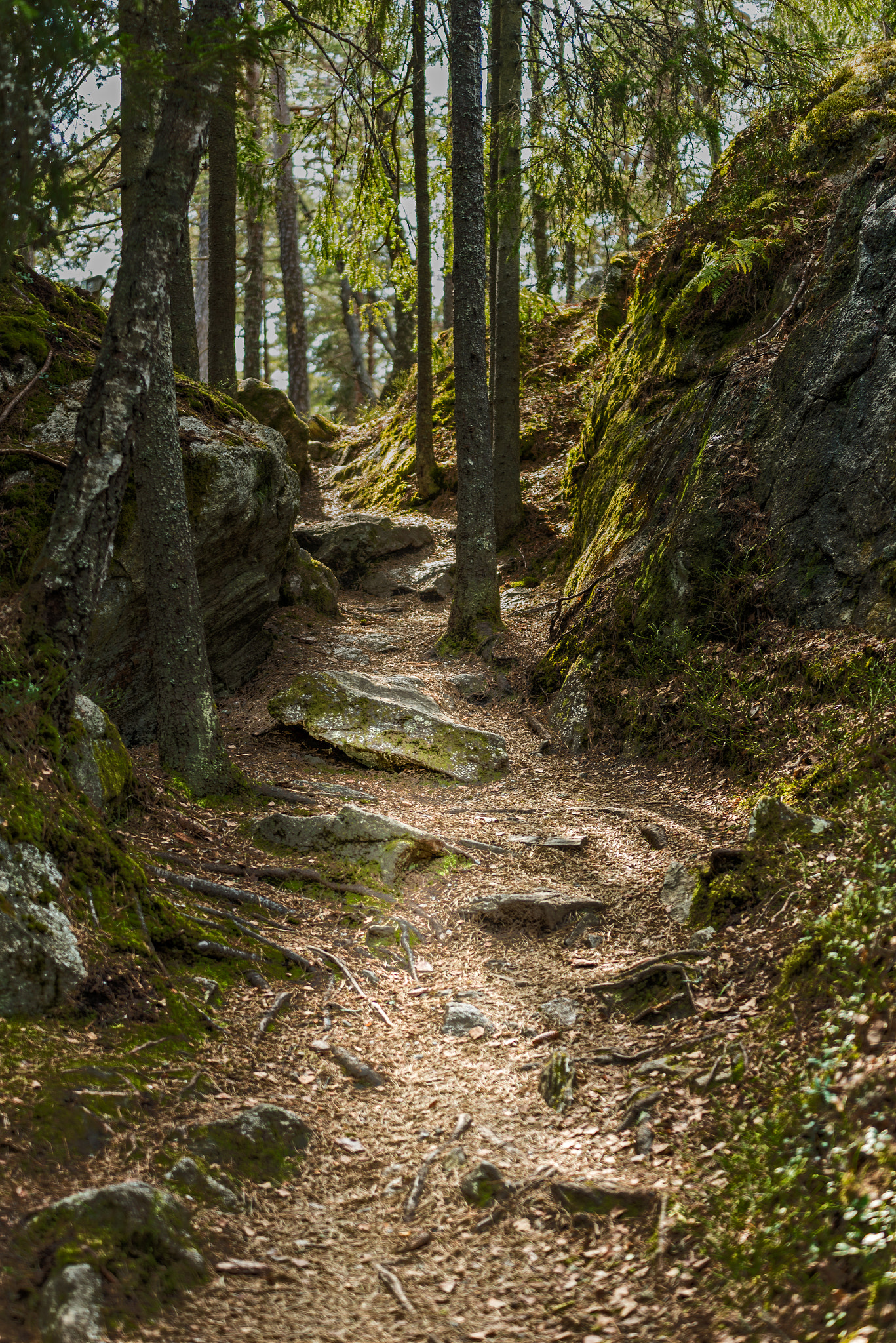 Nikon D750 sample photo. Walking in the woods photography