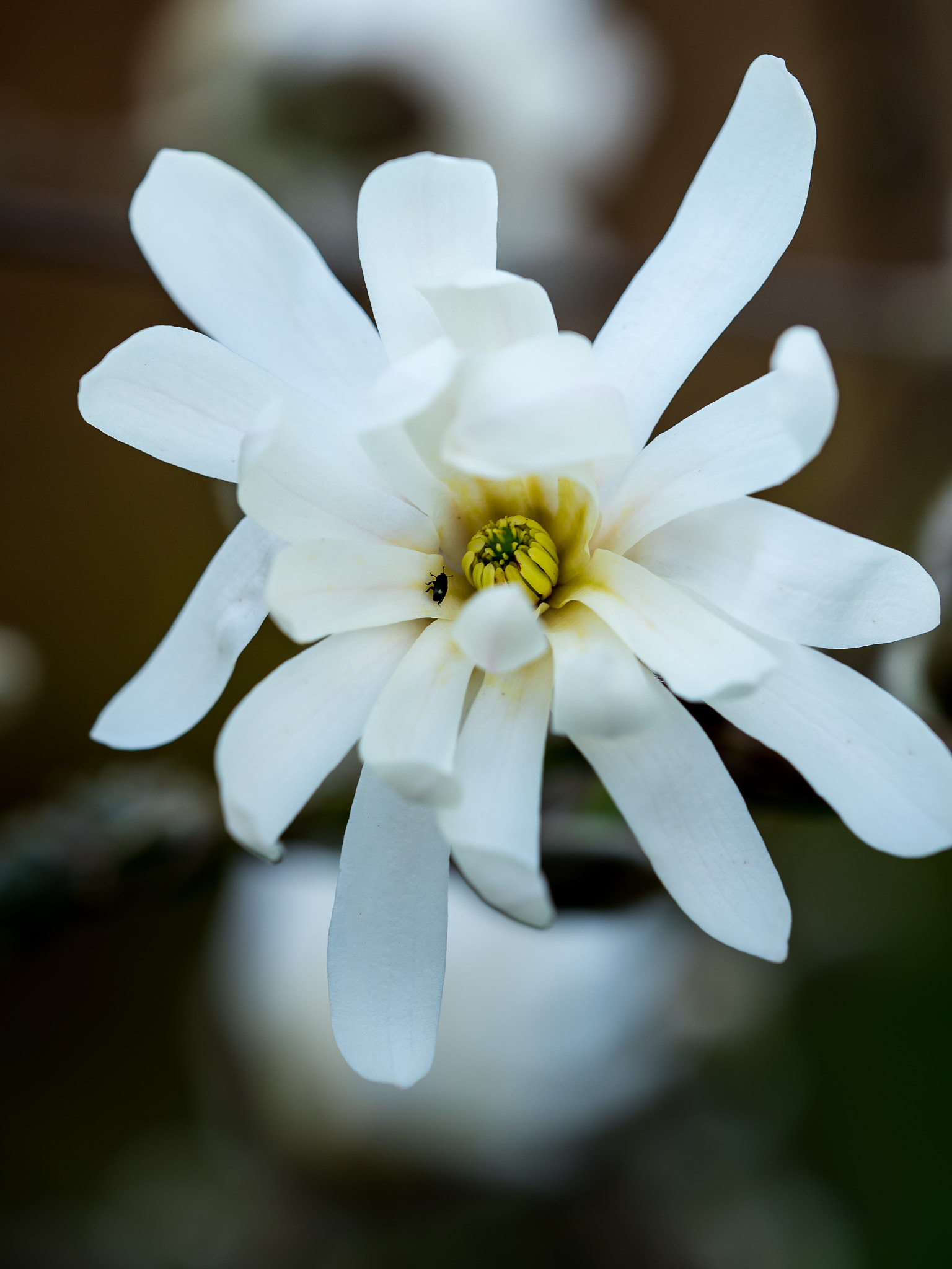 Olympus OM-D E-M1 Mark II + Olympus M.Zuiko Digital ED 40-150mm F2.8 Pro sample photo. Magnolia stellata photography