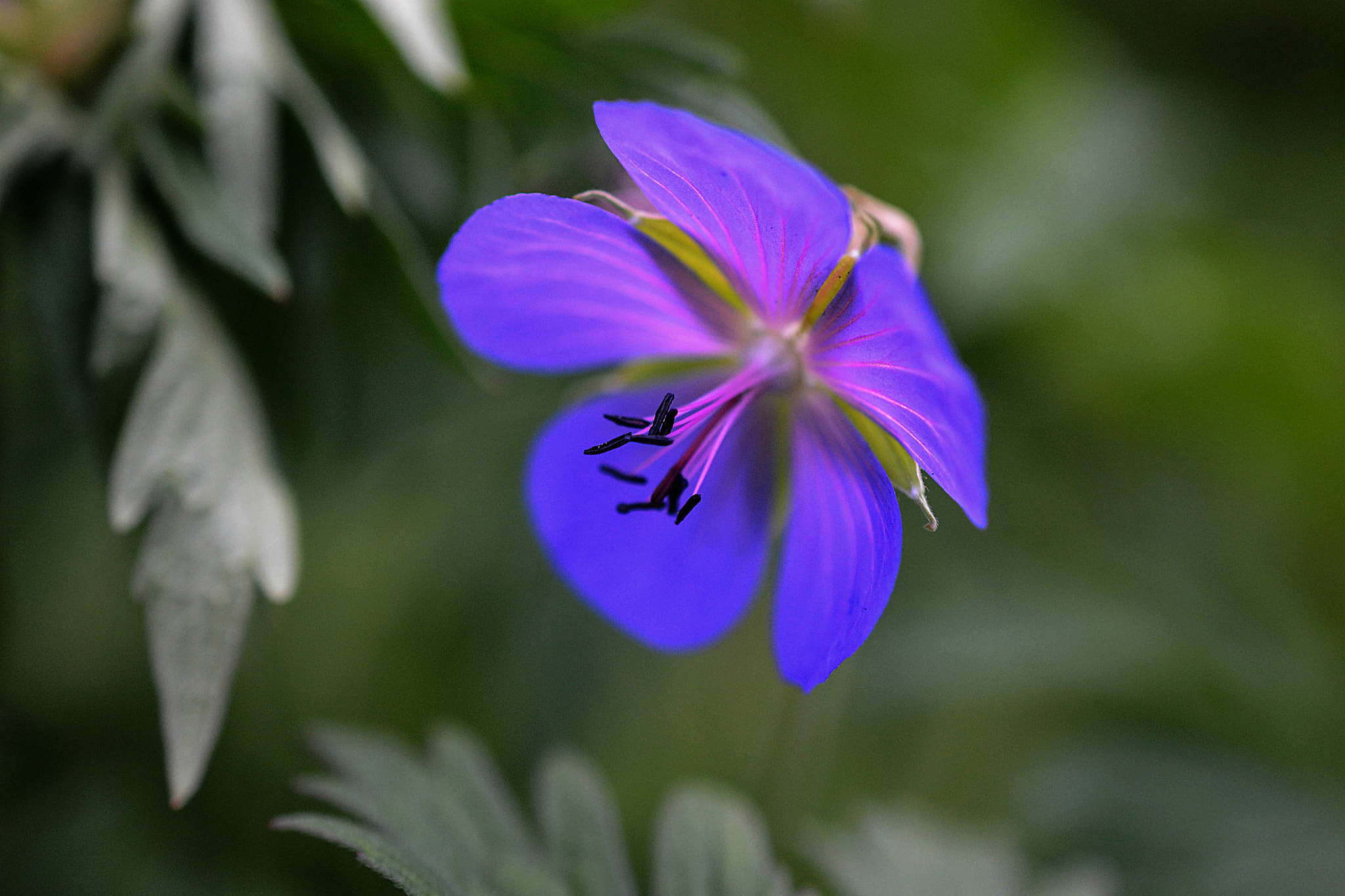 Nikon AF-S DX Micro Nikkor 40mm F2.8 sample photo. Neon flower photography