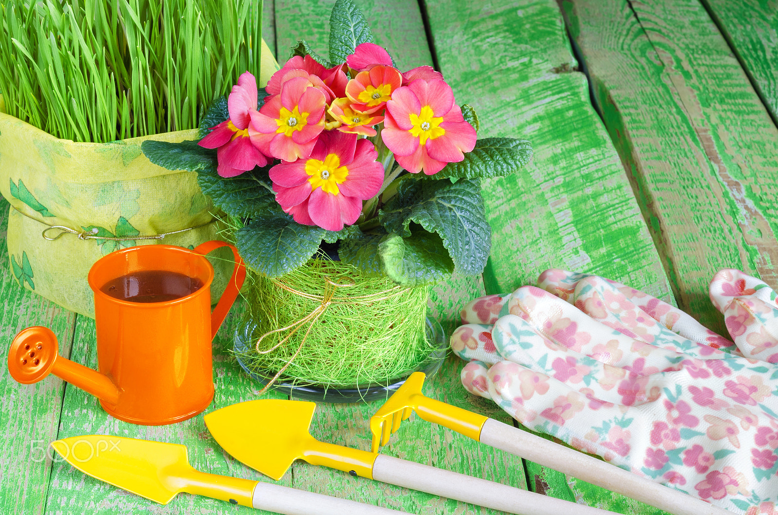 Nikon D7000 + Nikon AF Nikkor 50mm F1.8D sample photo. Flowers and grass in pots, the means to care for them. photography
